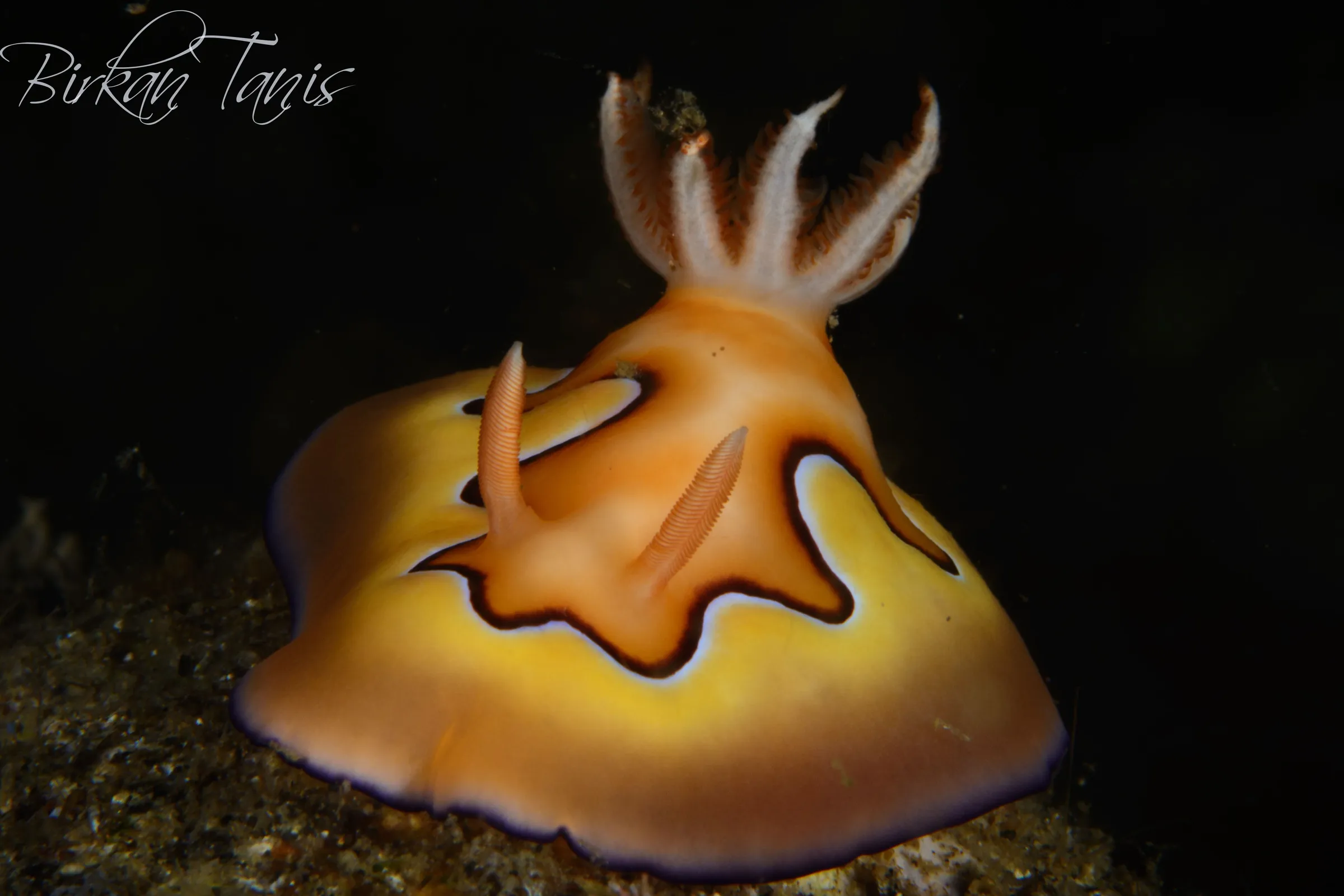 Nudibranch on the reef