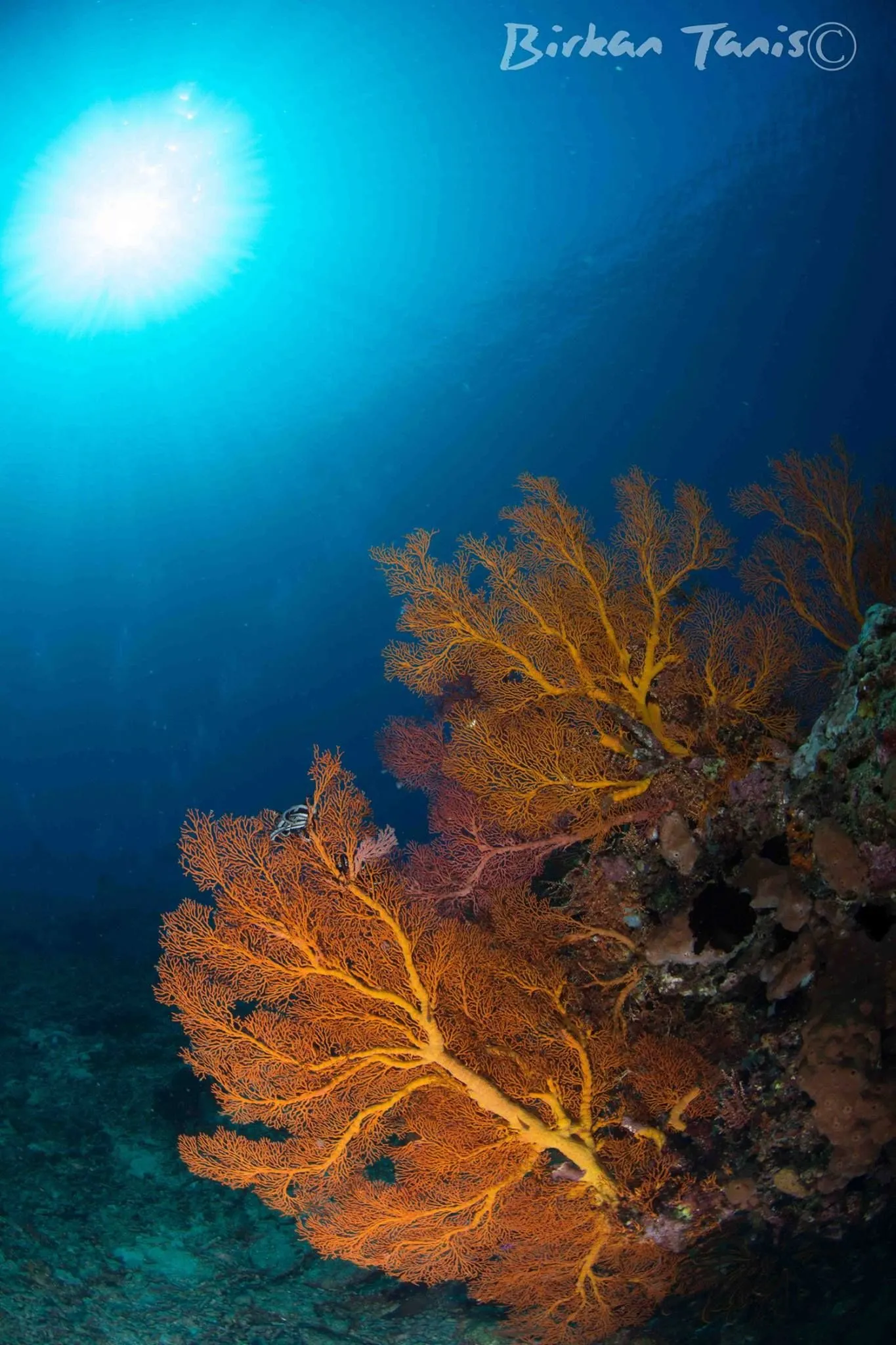 Orange sea fan on the wall