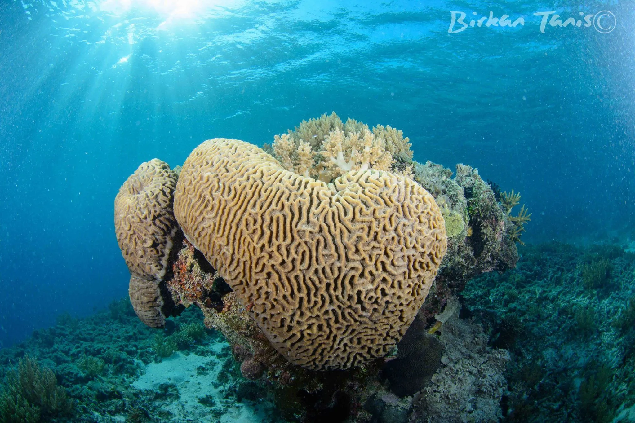 Hard coral on the reef