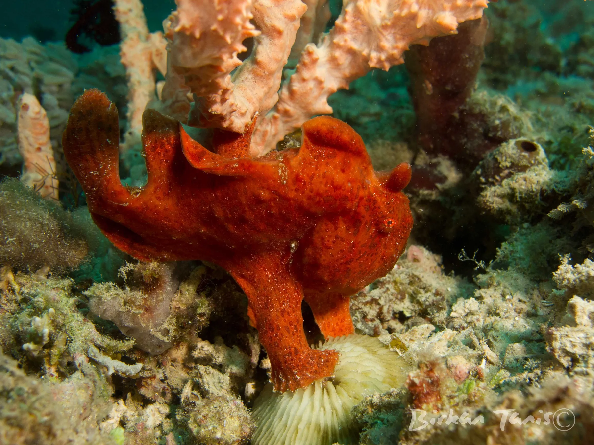 Red frogfish on coral