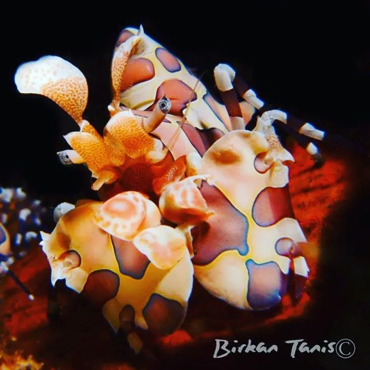 Harlequin shrimp on starfish
