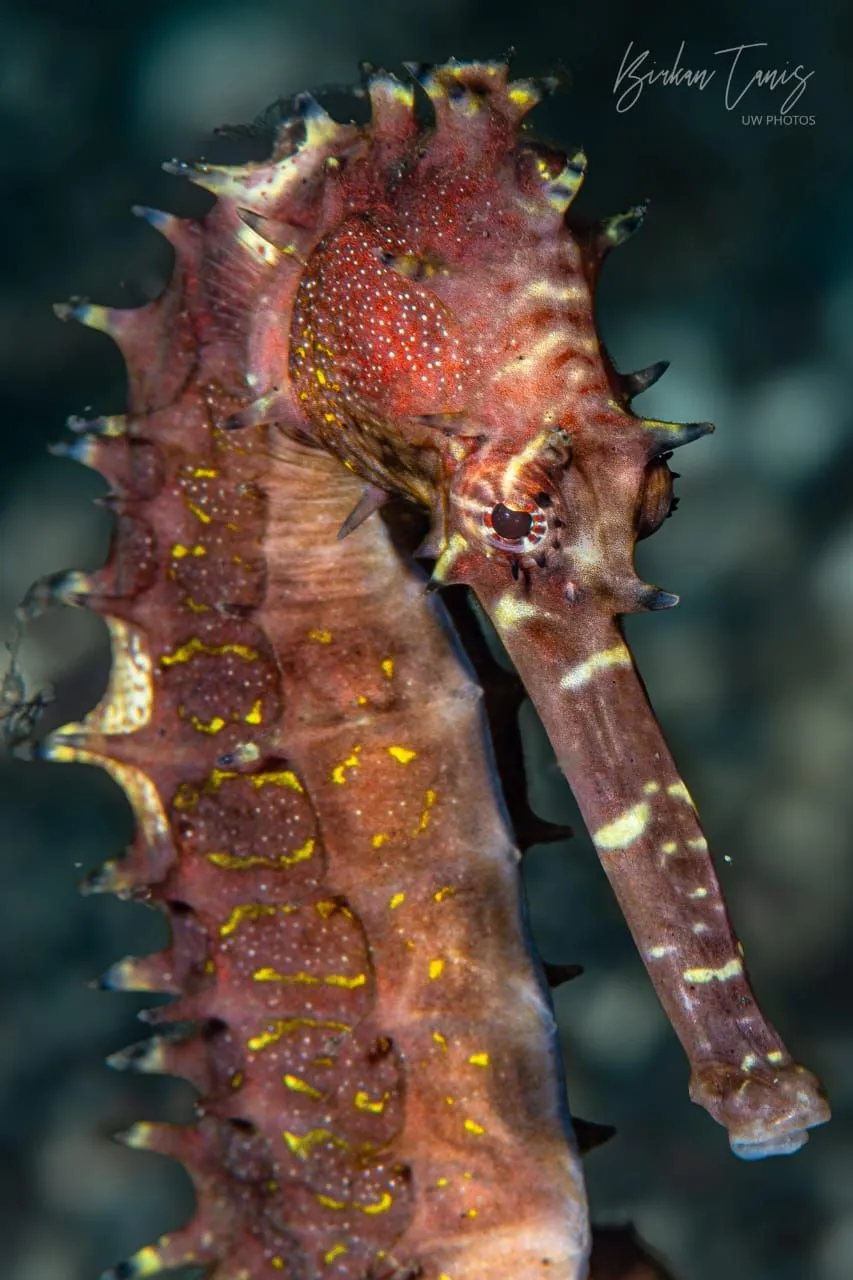 Seahorse close-up portrait
