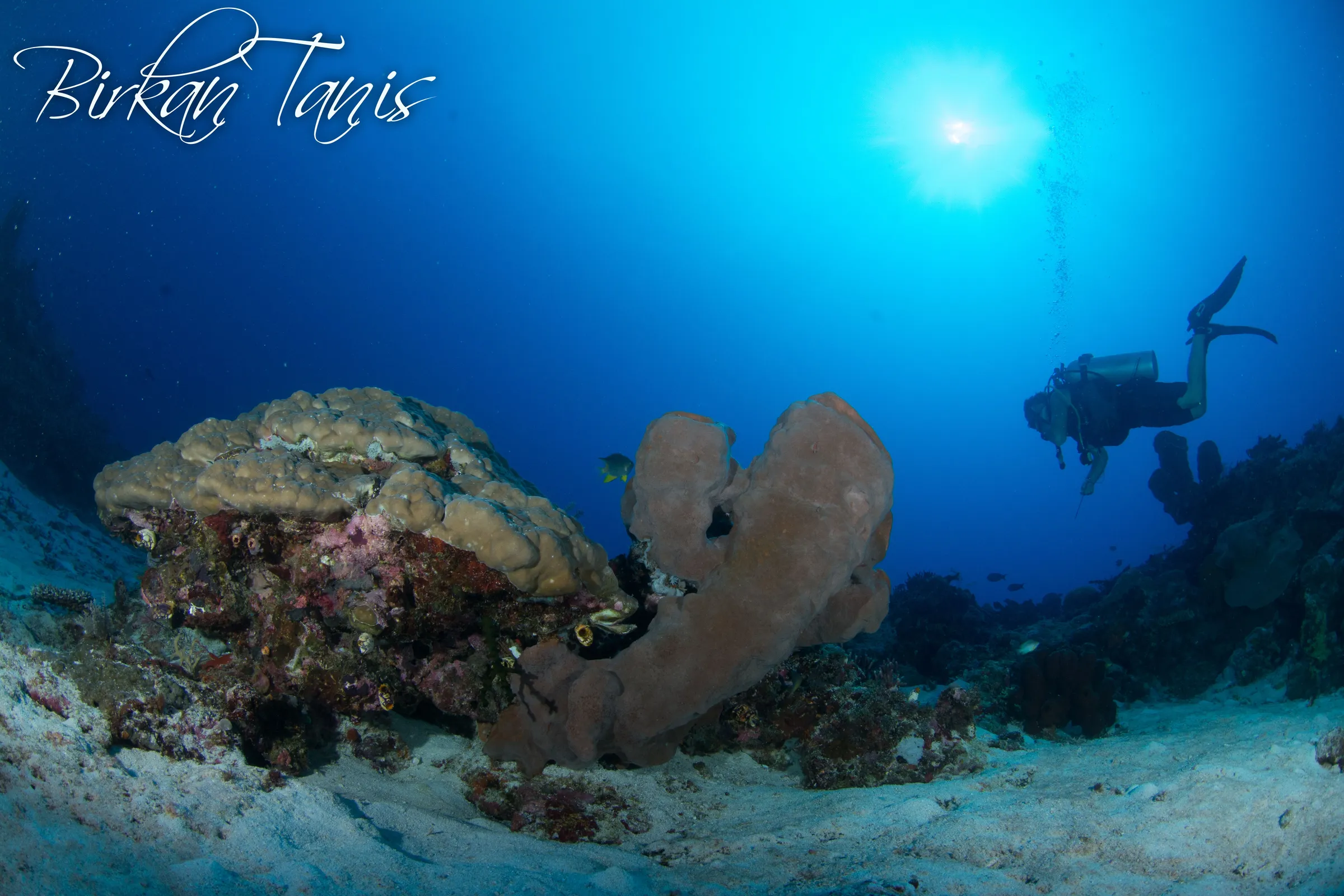 Sea fan with divers behind