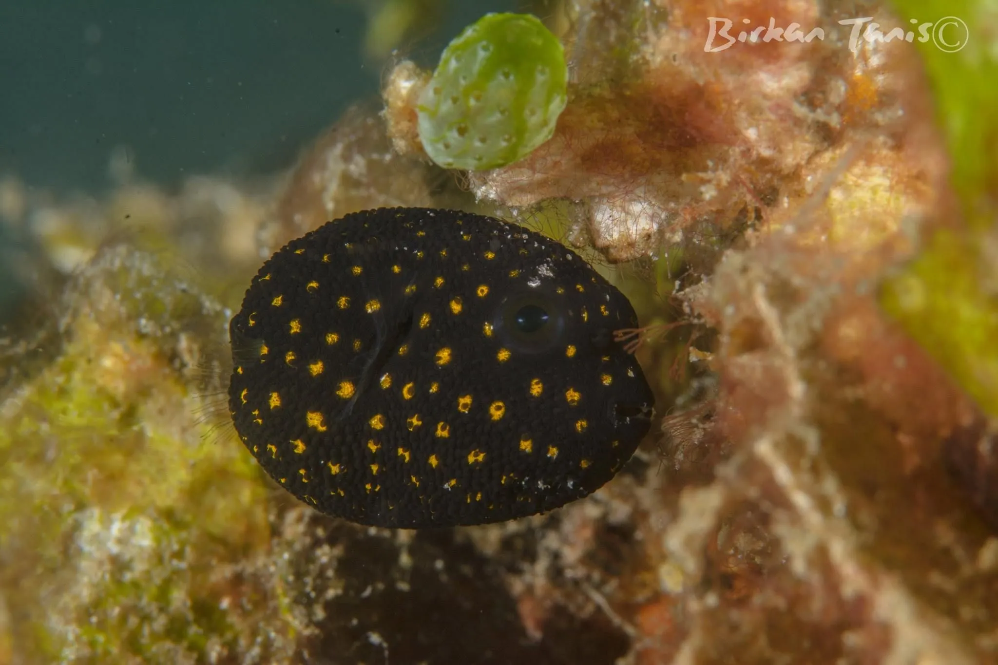 Juvenile starry pufferfish