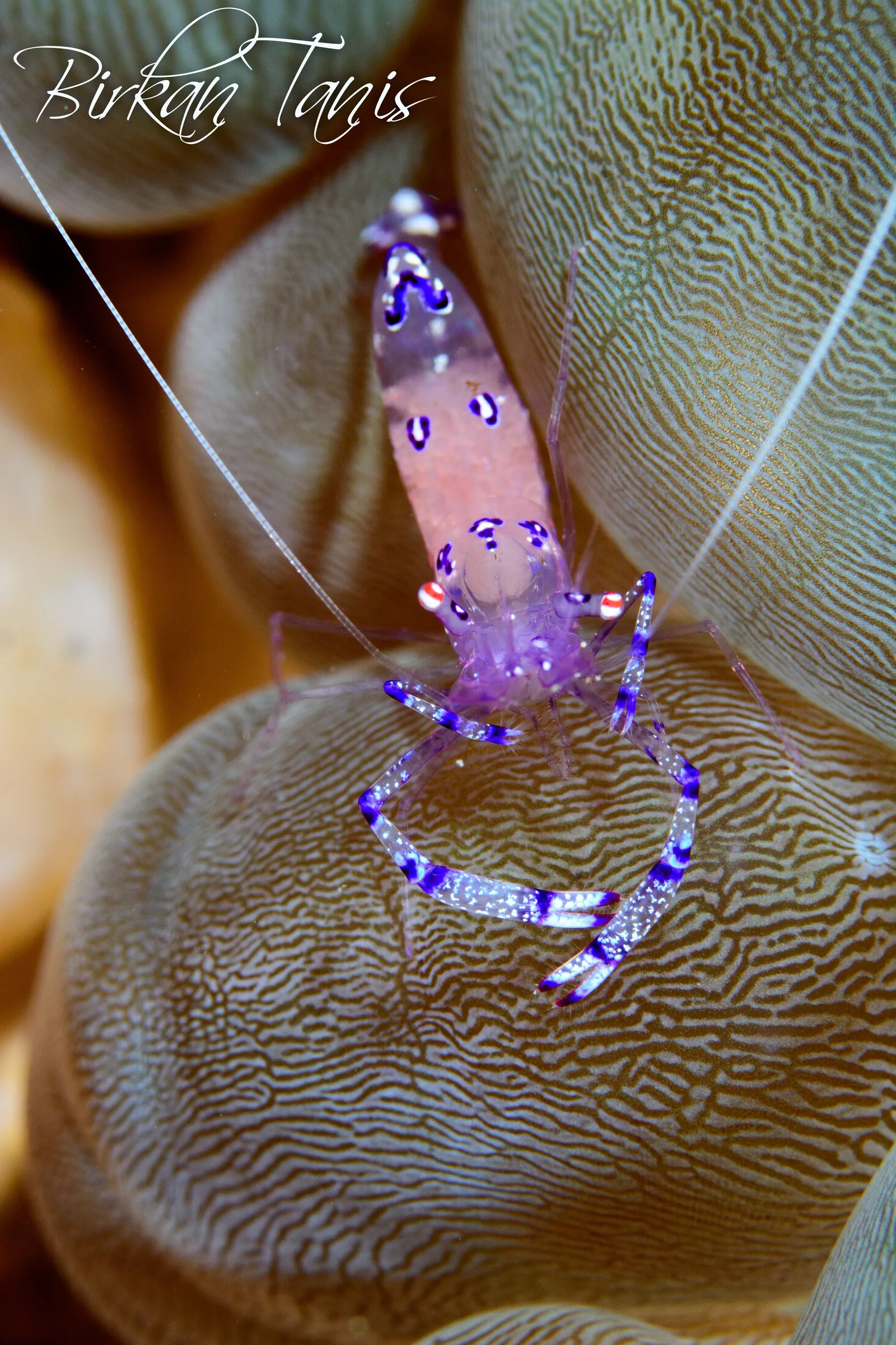 Cleaner Shrimp on bubble coral