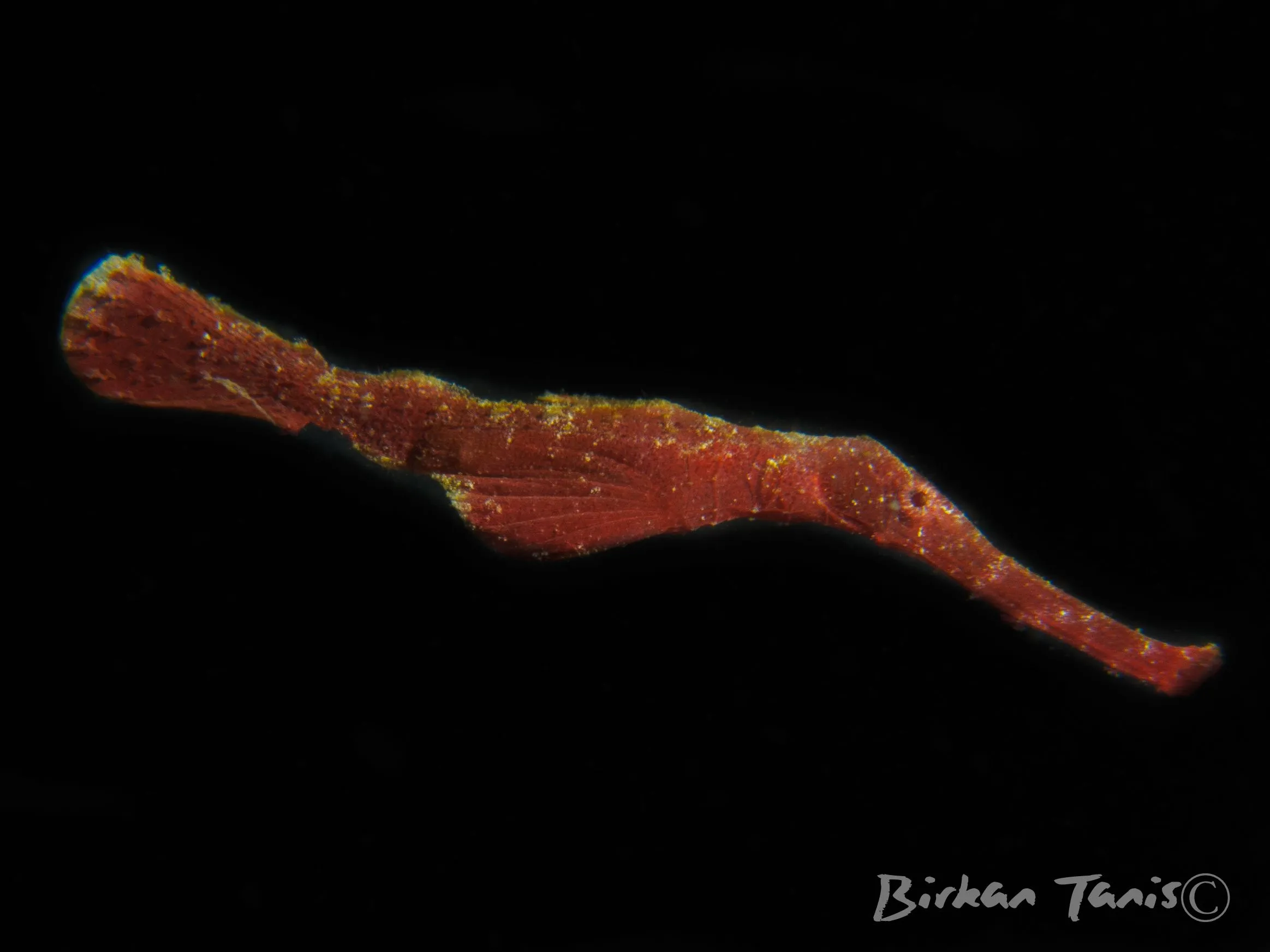 Velvet ghost pipefish hovering