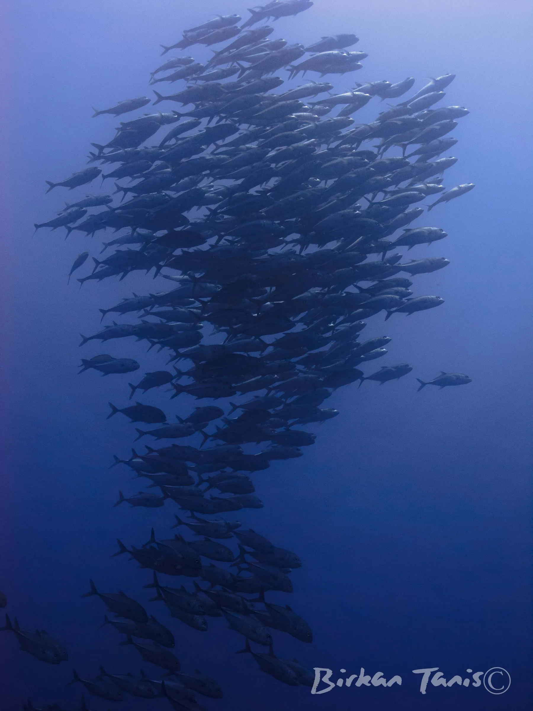 Jack fish ball in the open water