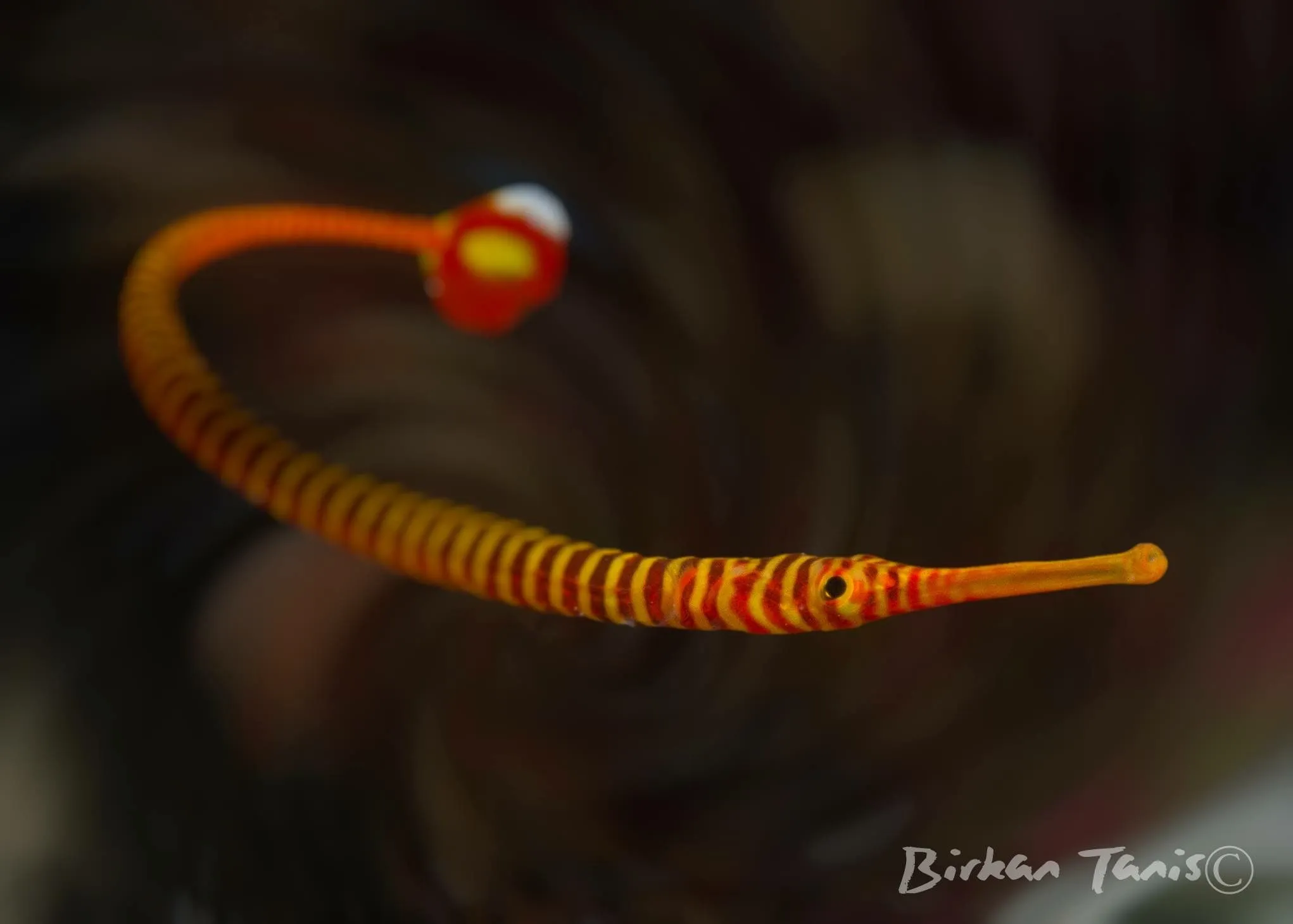 Banded pipefish on dark reef