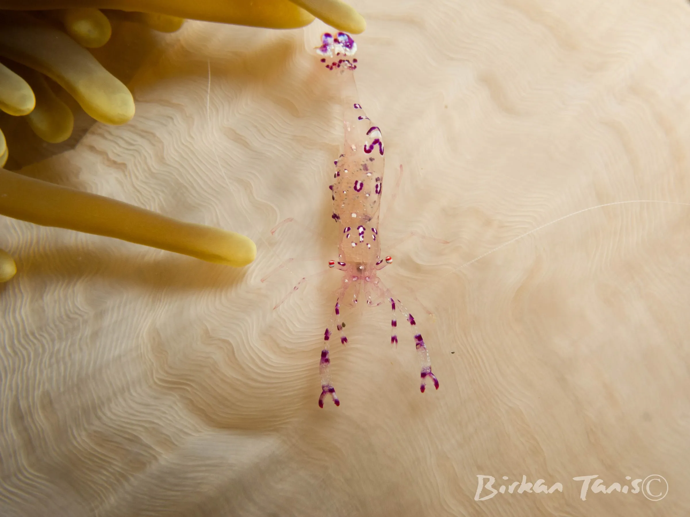 Cleaner shrimp on anemone