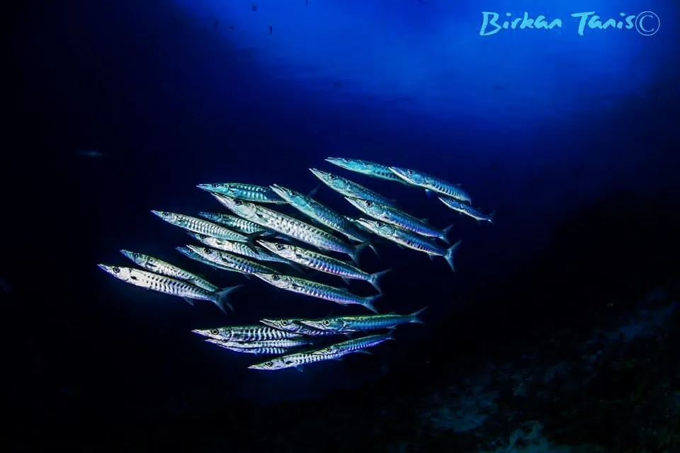 School of barracuda passing