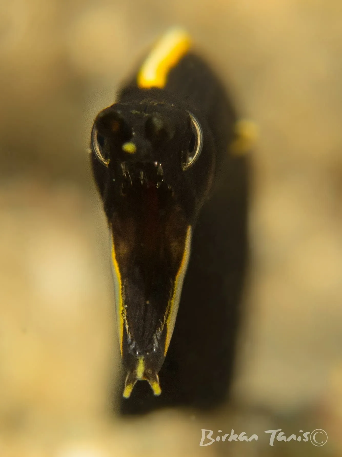 Ribbon eel Morray