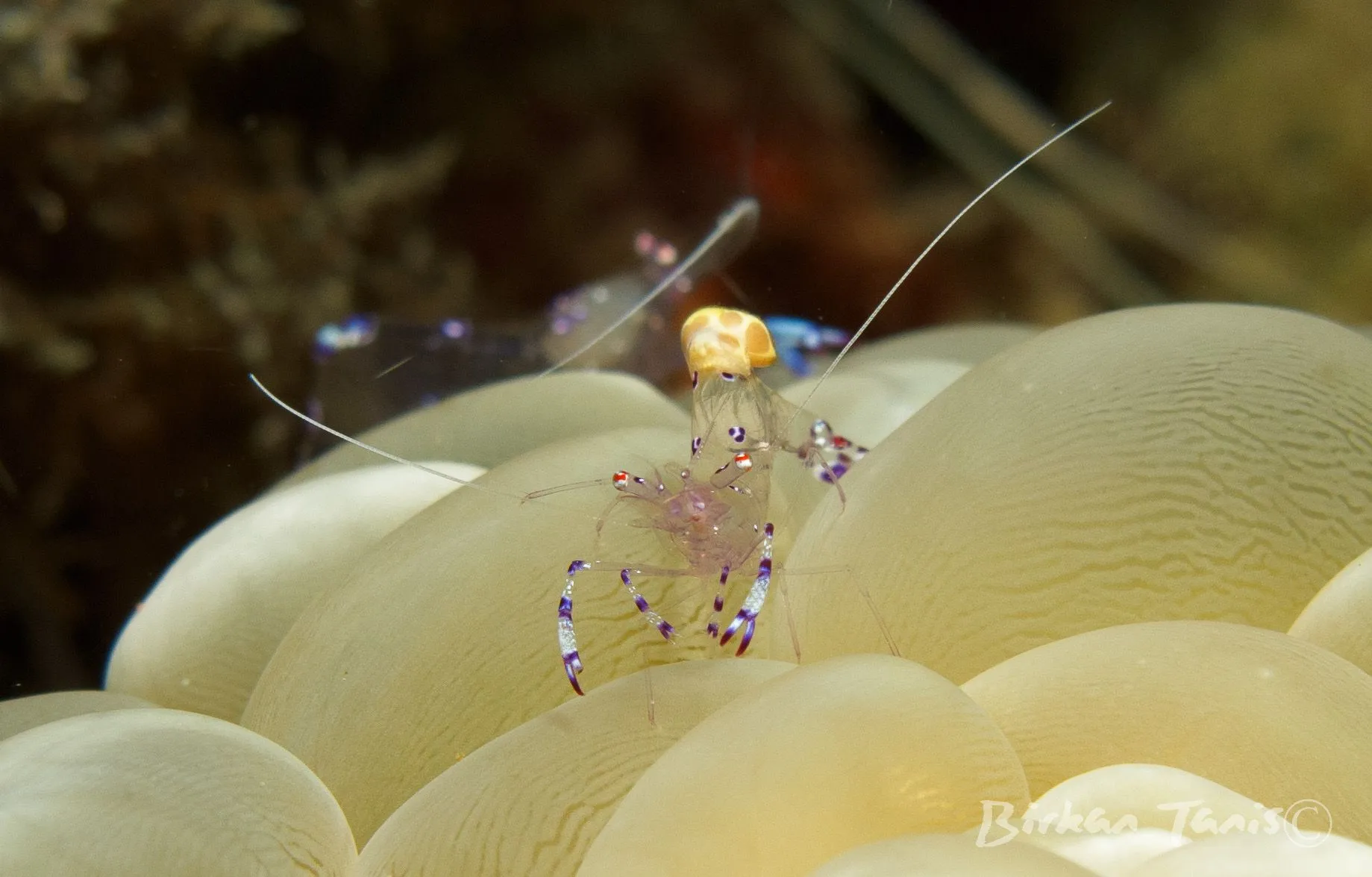 Cleaner shrimp on bubble coral