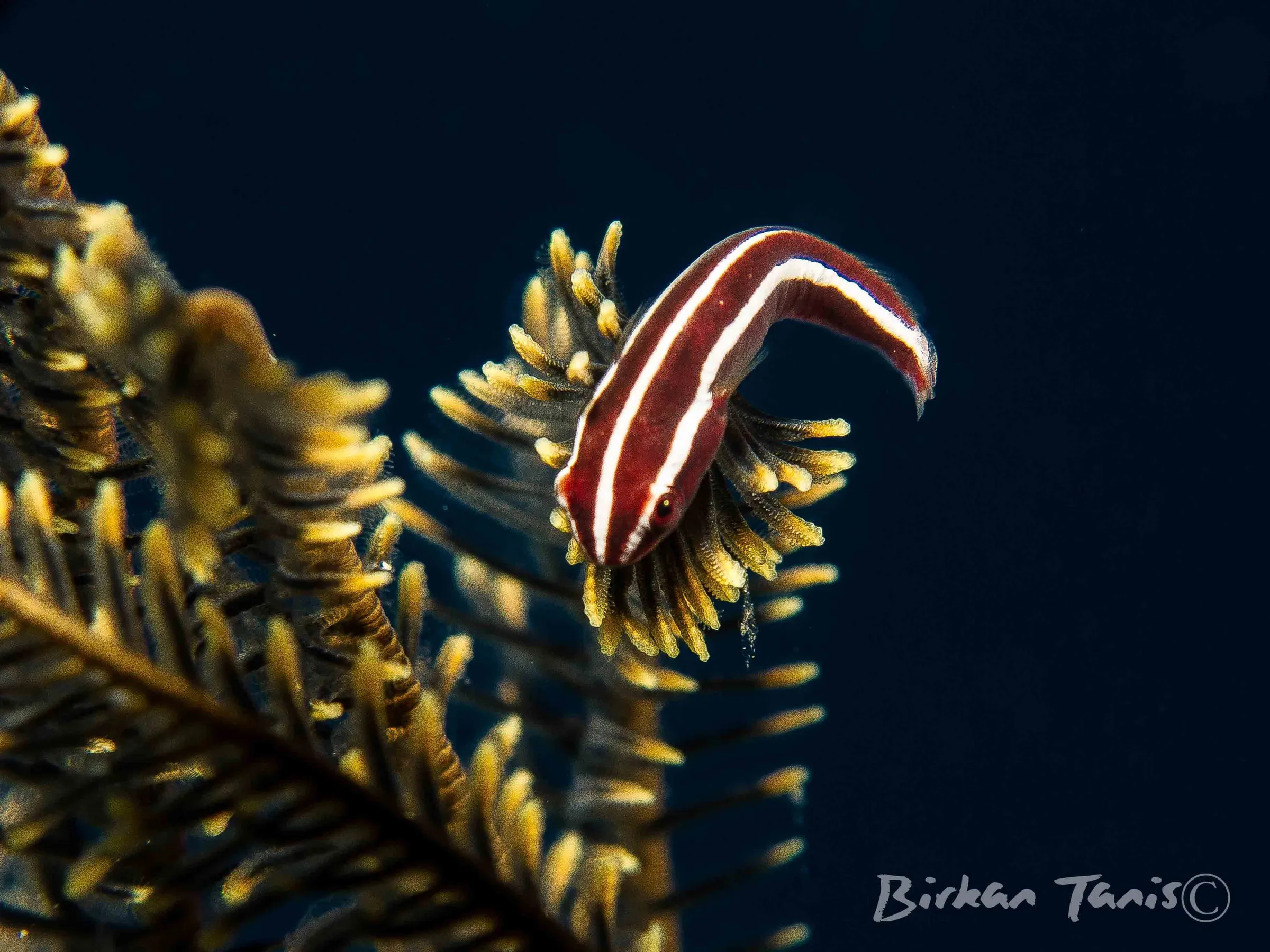 Striped clingfish on whip coral
