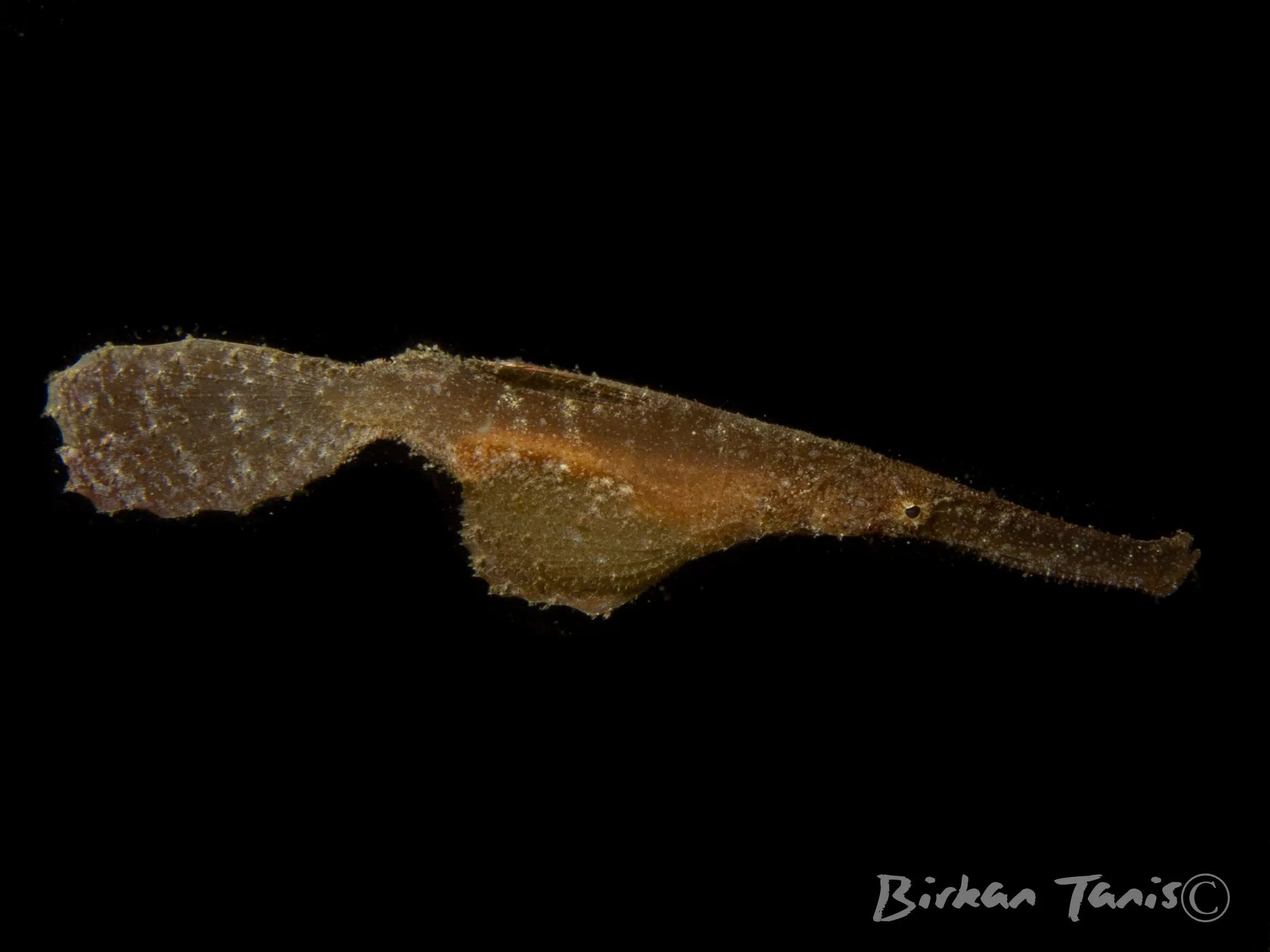 Robust ghost pipefish