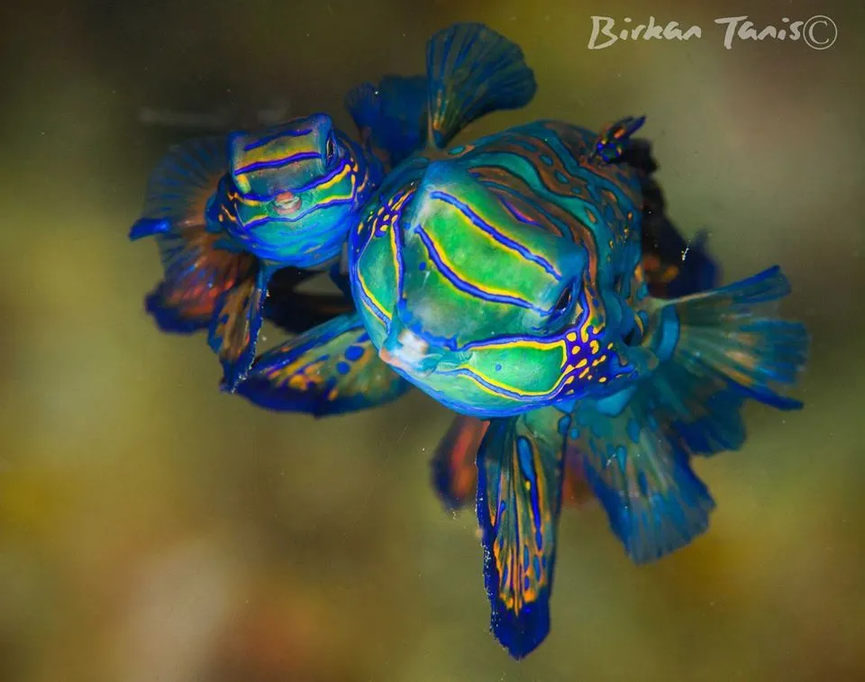 Mandarinfish fish mating