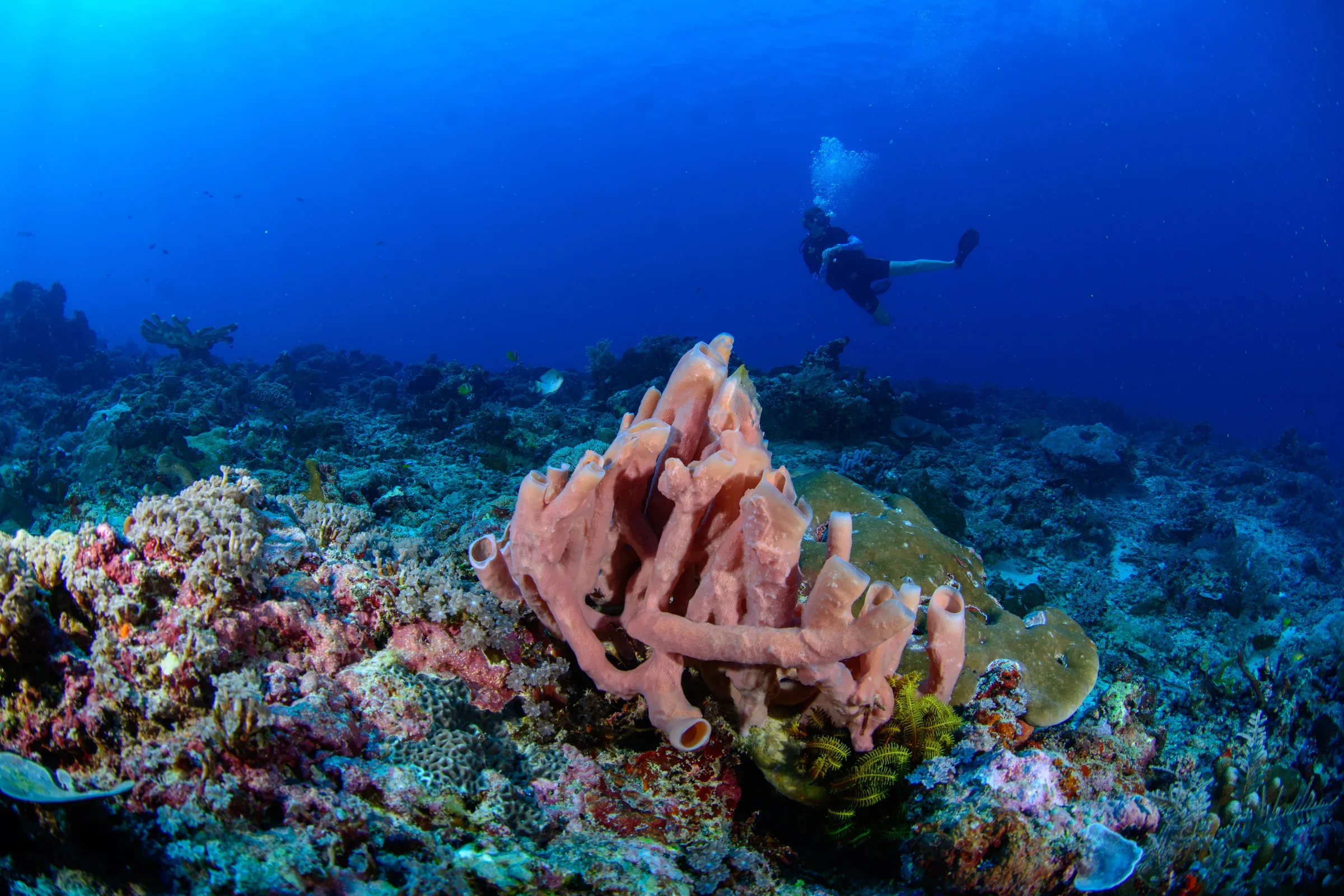 Diver above pink sponge cluster