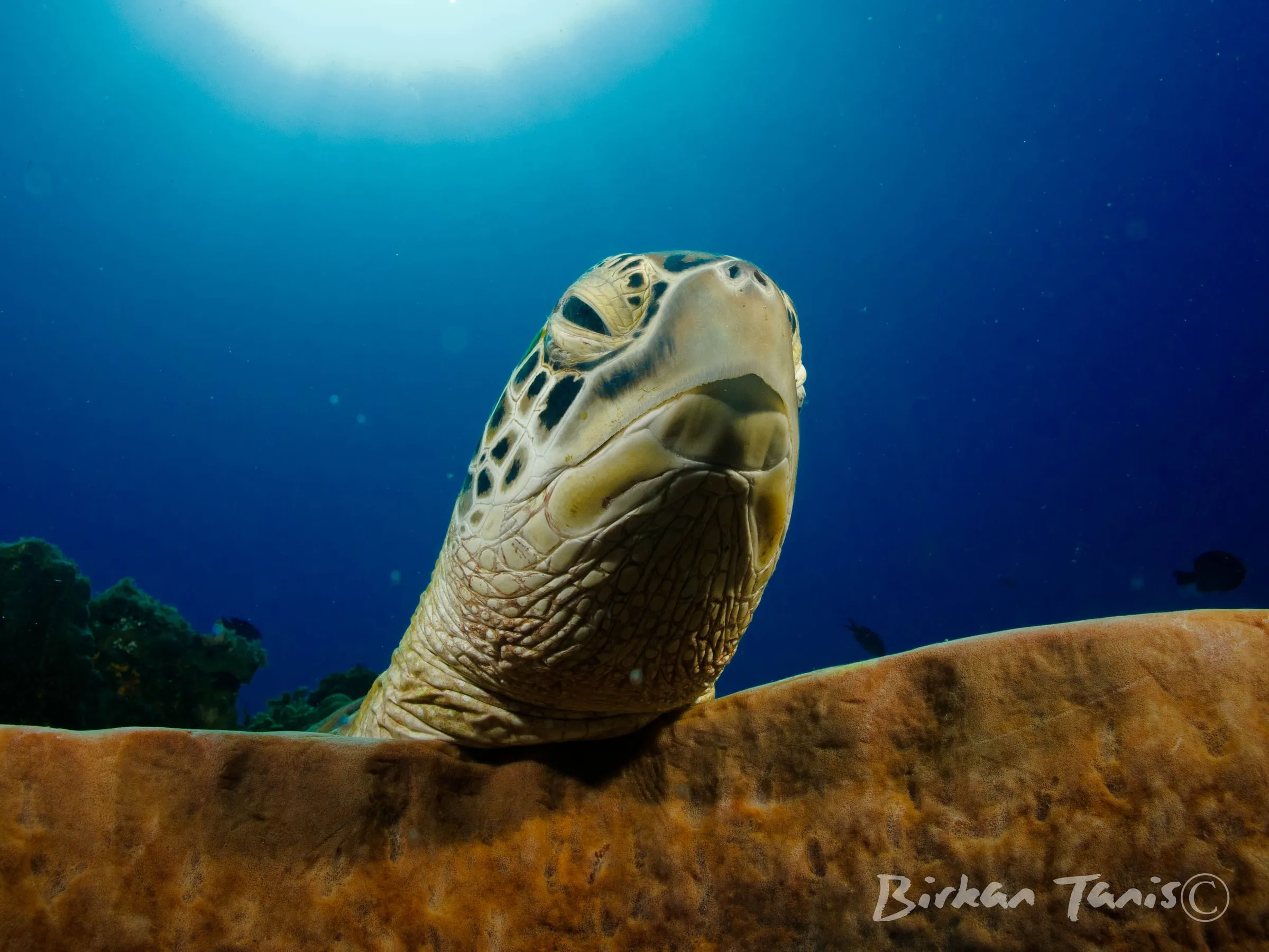 Green turtle close-up portrait