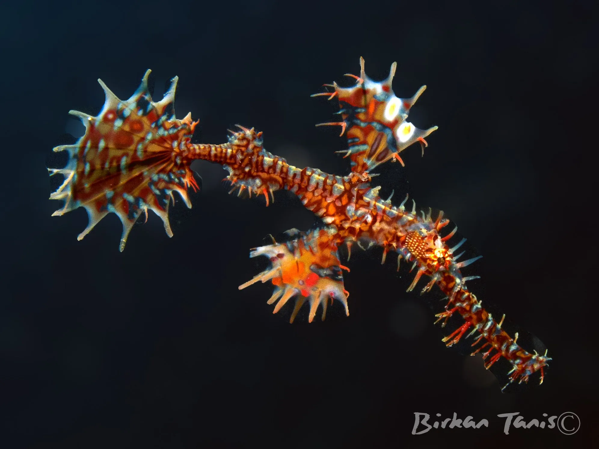 Ornate ghost pipefish vertical