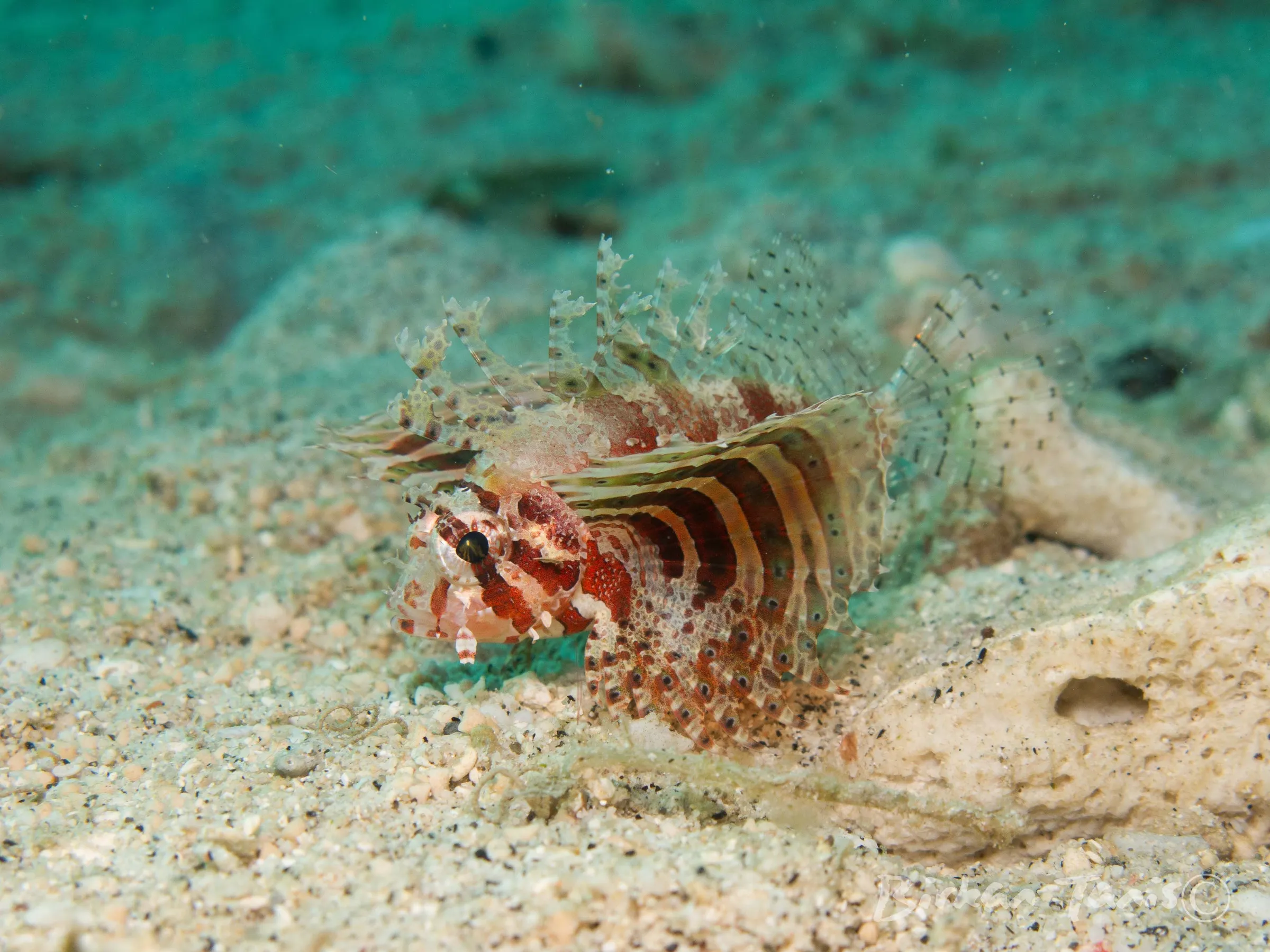 Dwarf lion fish