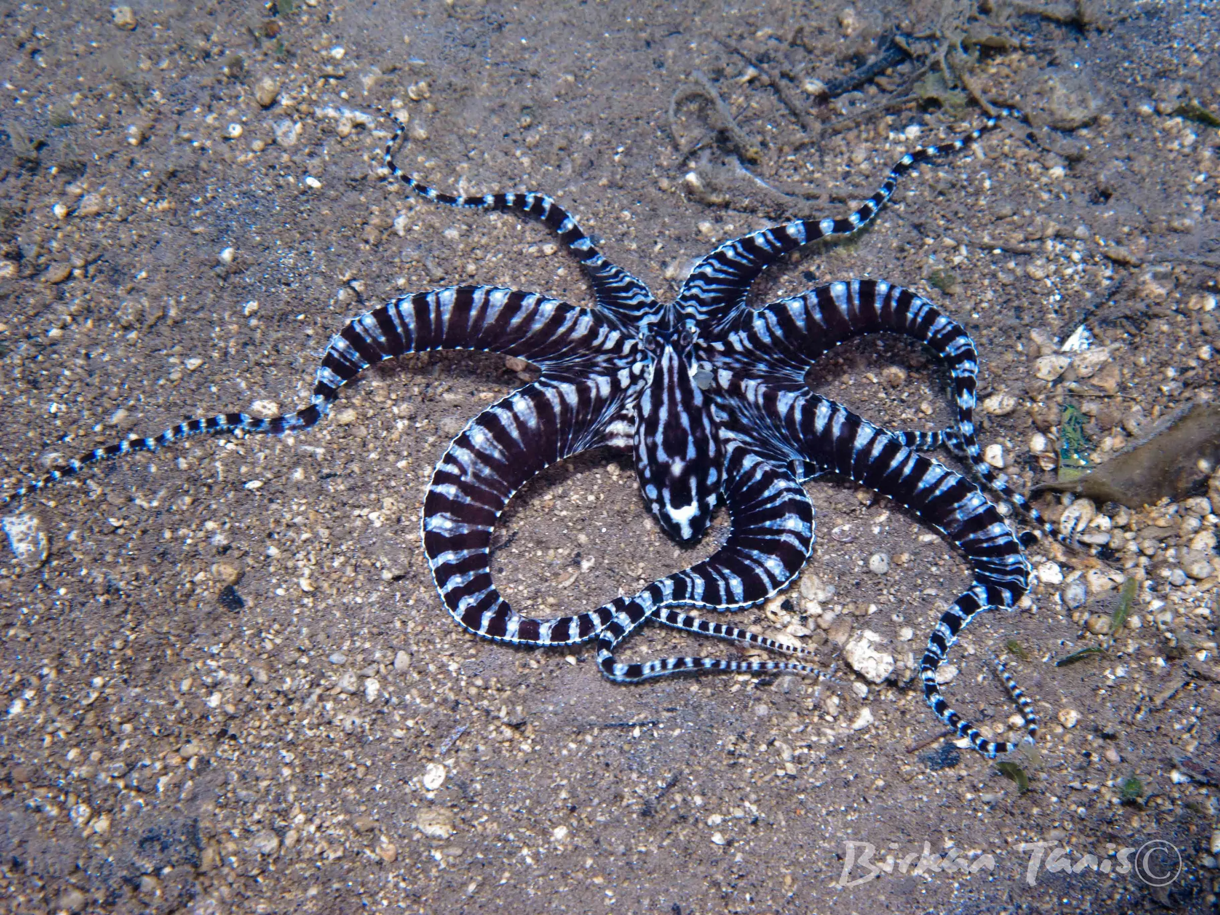 Mimic octopus on sand