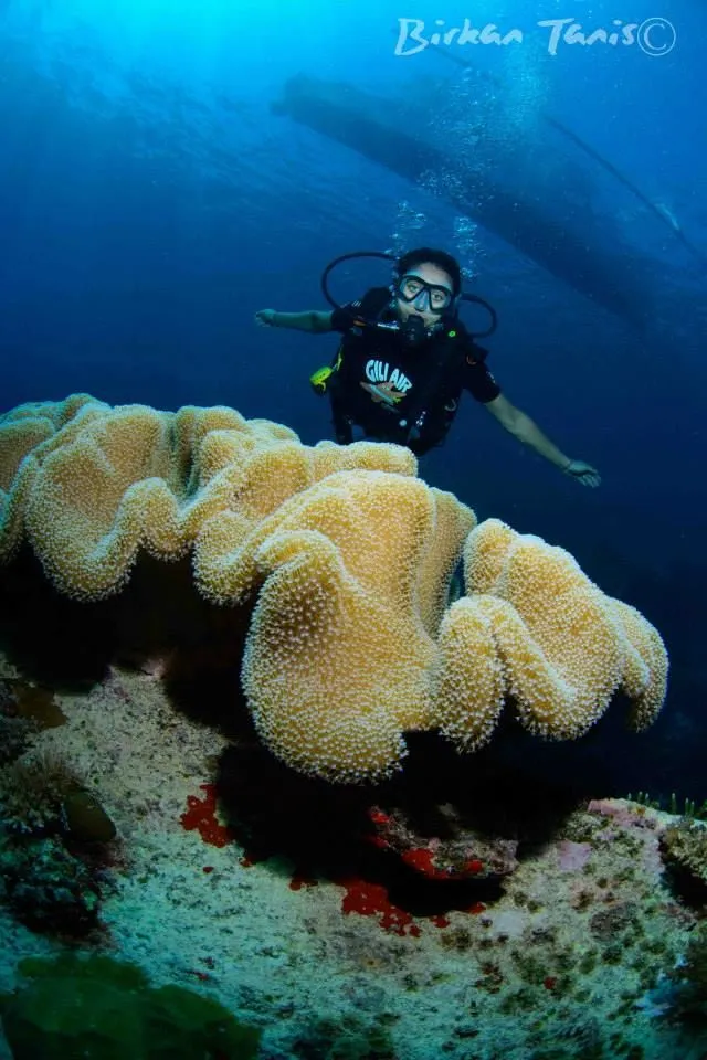 Diver above leather coral