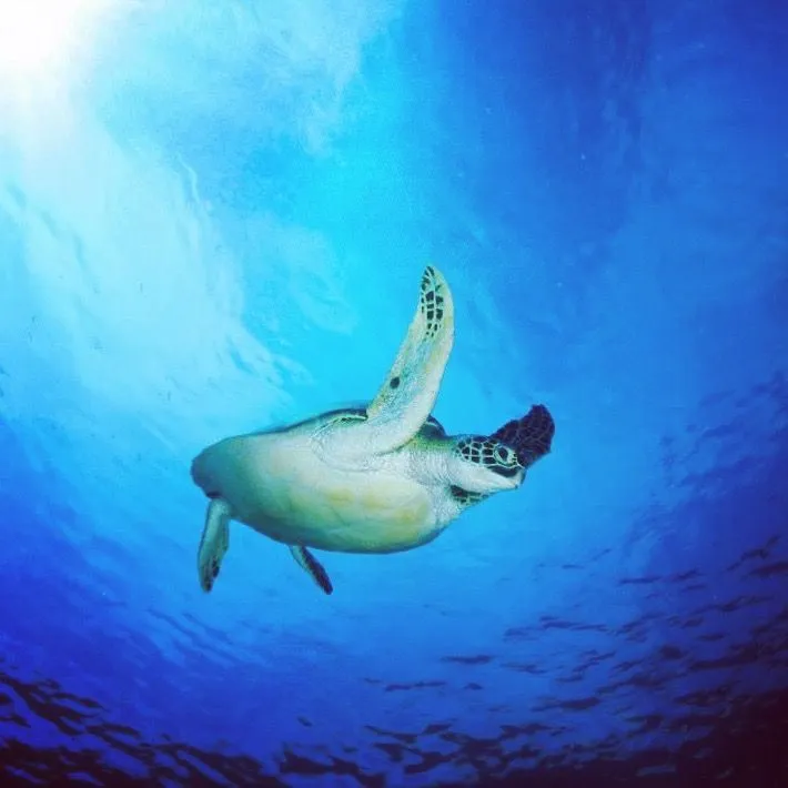Turtle swimming