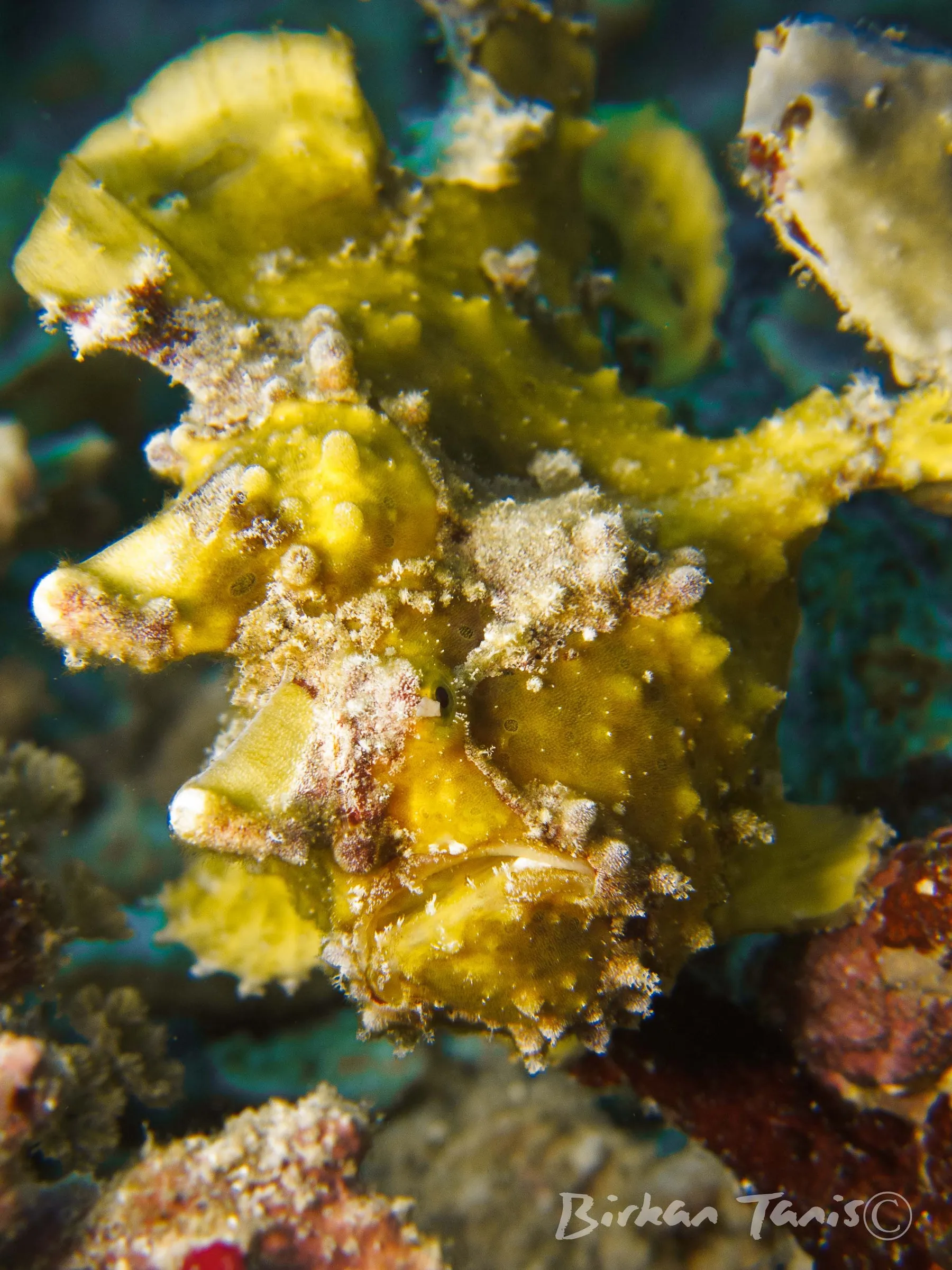 Yellow frogfish in sponge