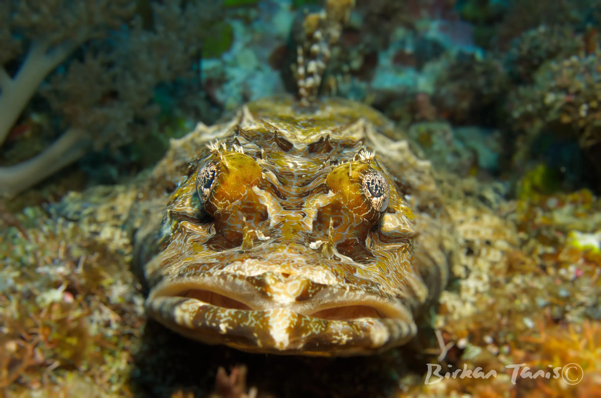 Crocodilefish on the bottom