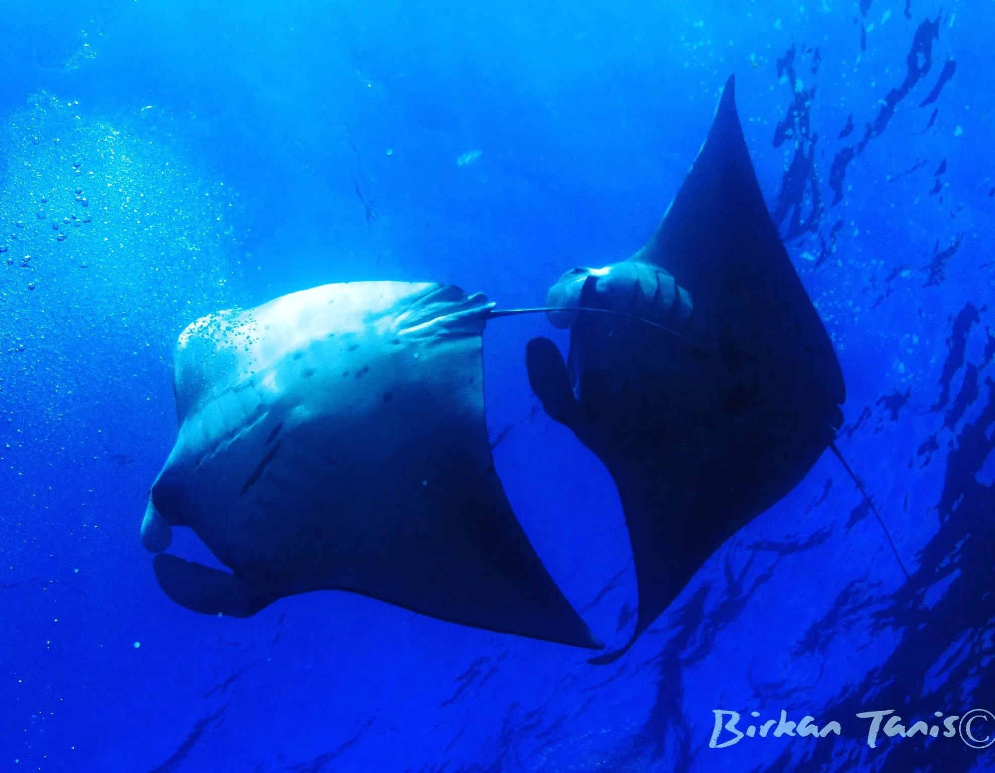 Manta Rays