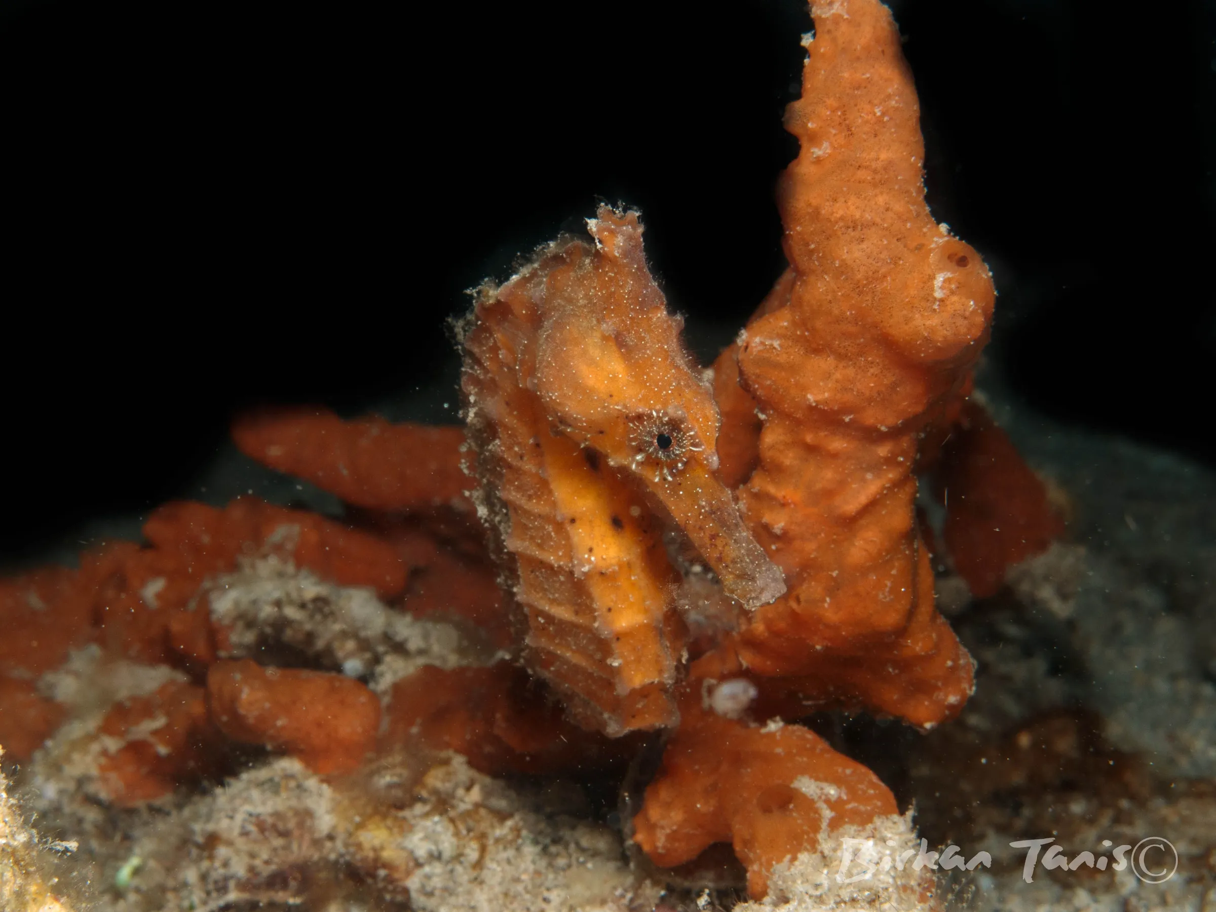 Orange Seahorse on a sponge