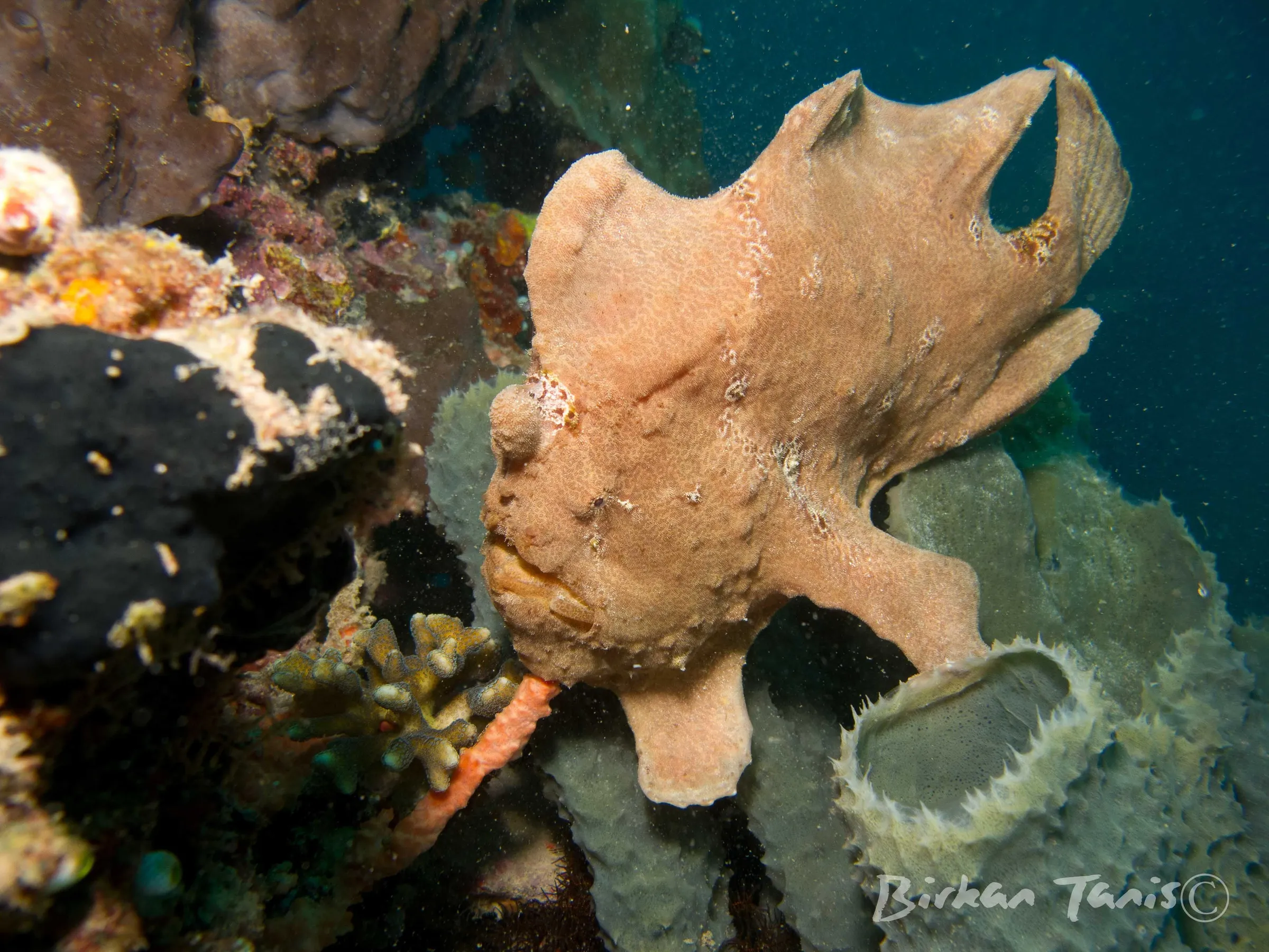 Frogfish on yellow sponge