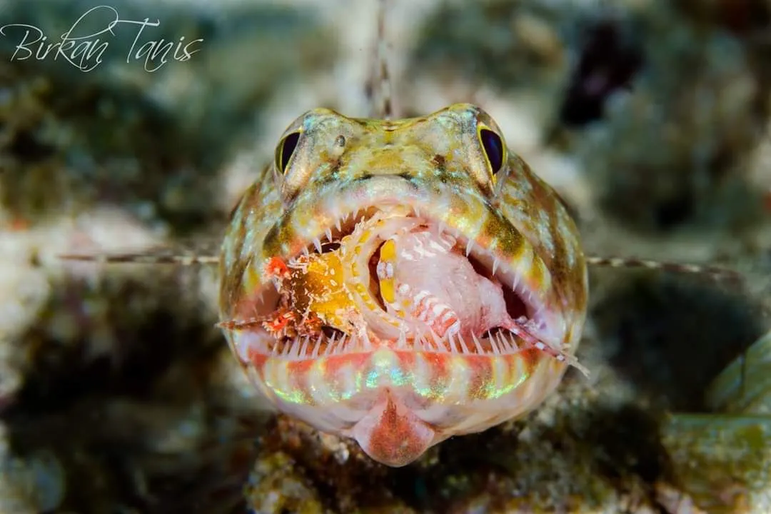 Lizardfish hunting on coral