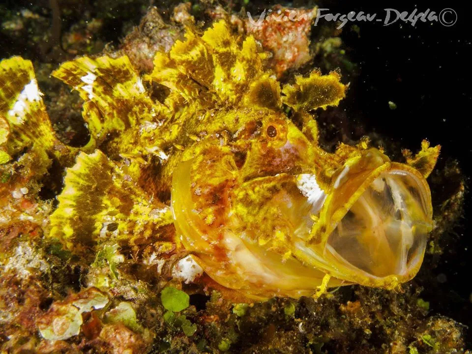 Yellow soft coral cluster