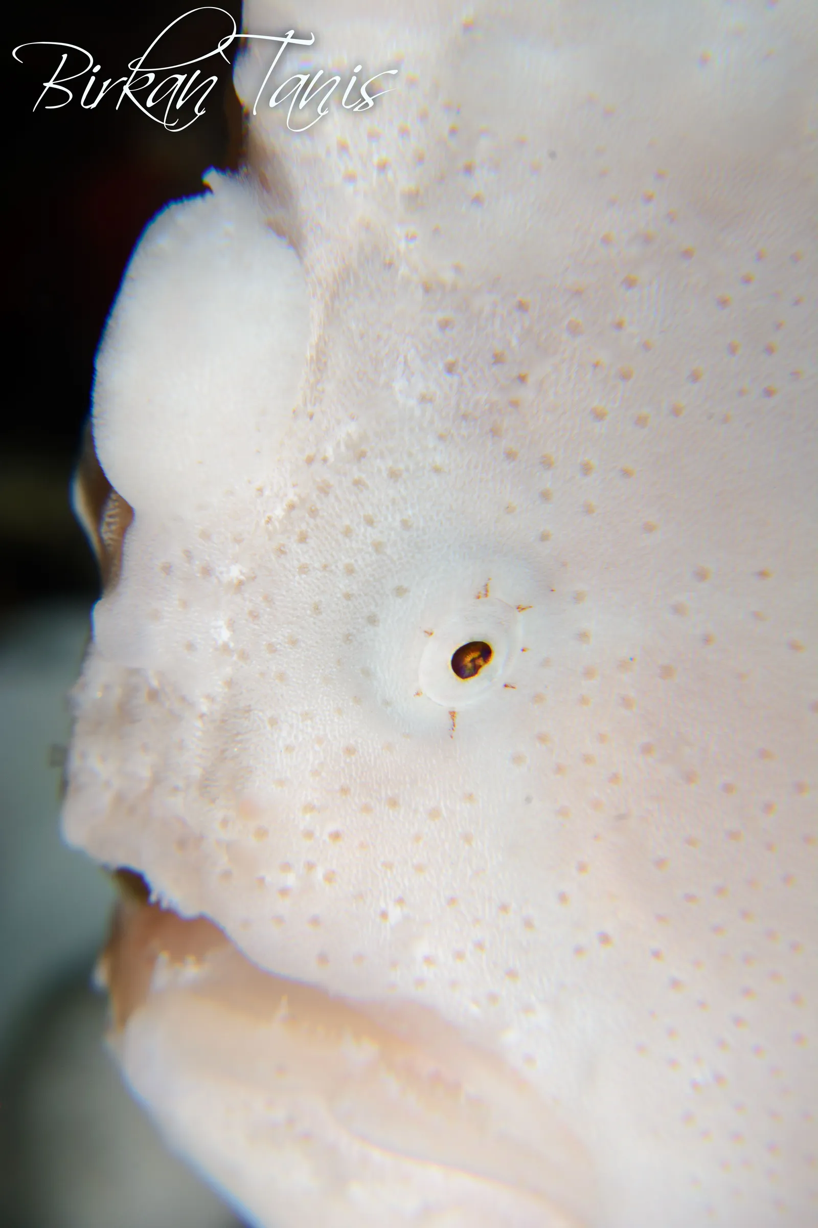 White frogfish profile