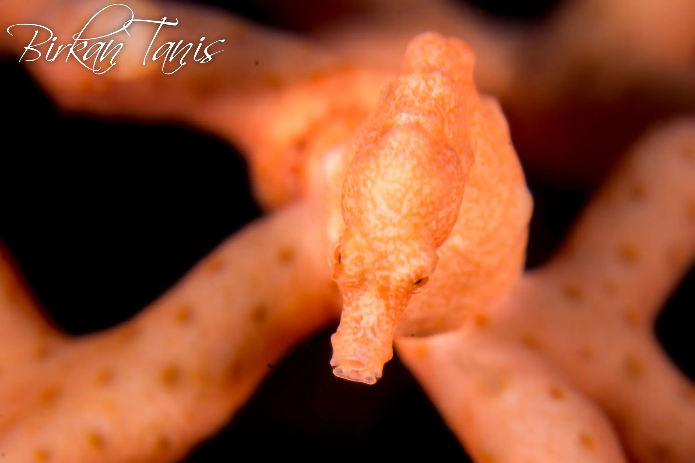 Denise pigmy seahorse