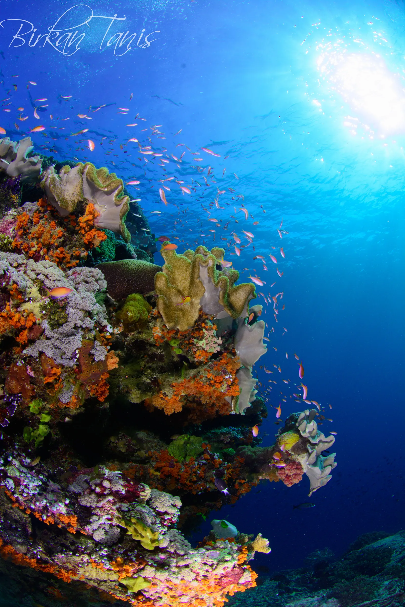Coral bommie with anthias
