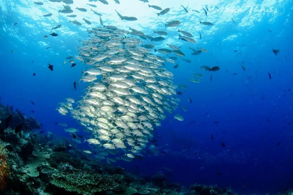 Jackfish ball above the reef