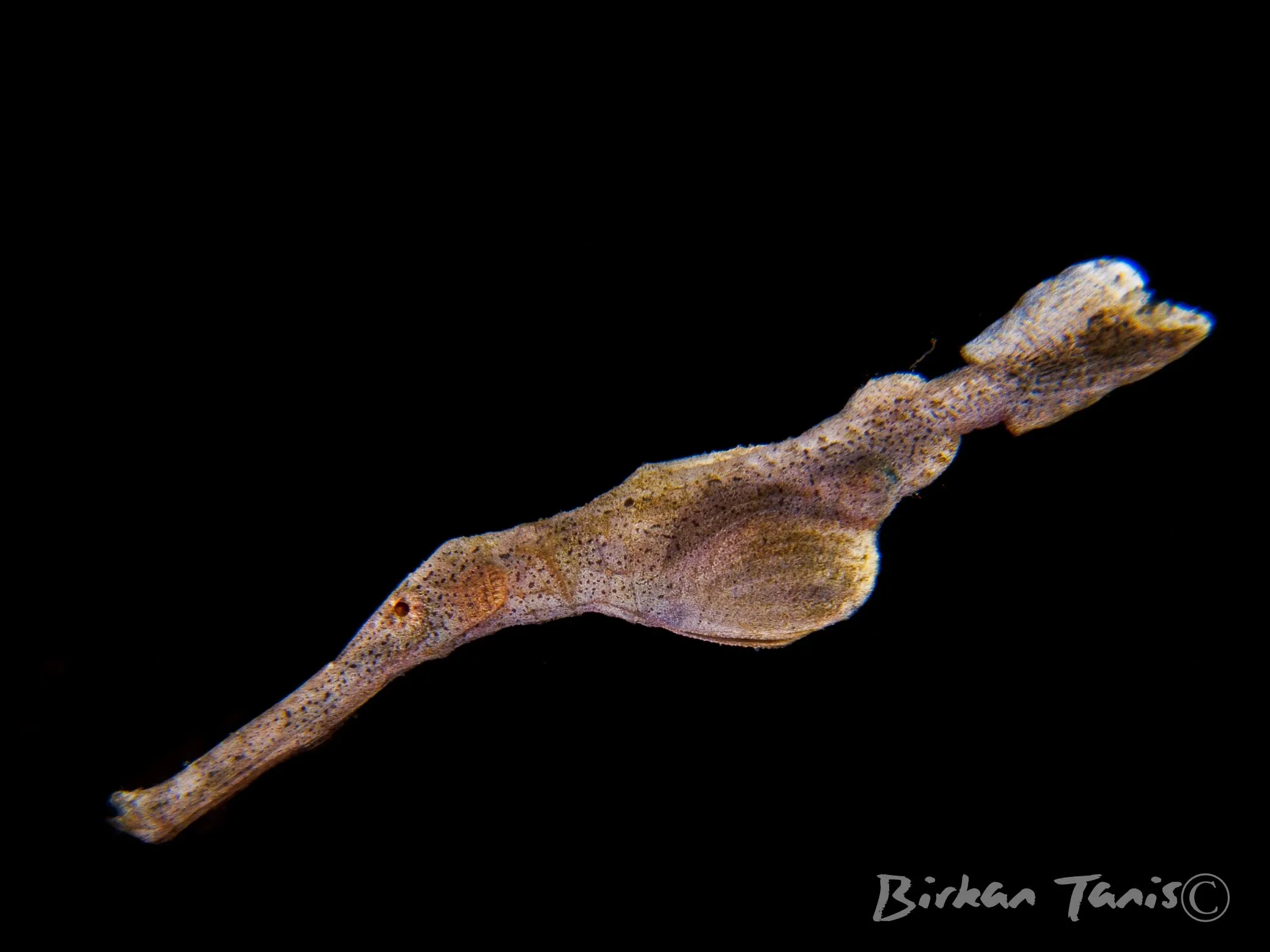 Velvet ghost pipefish