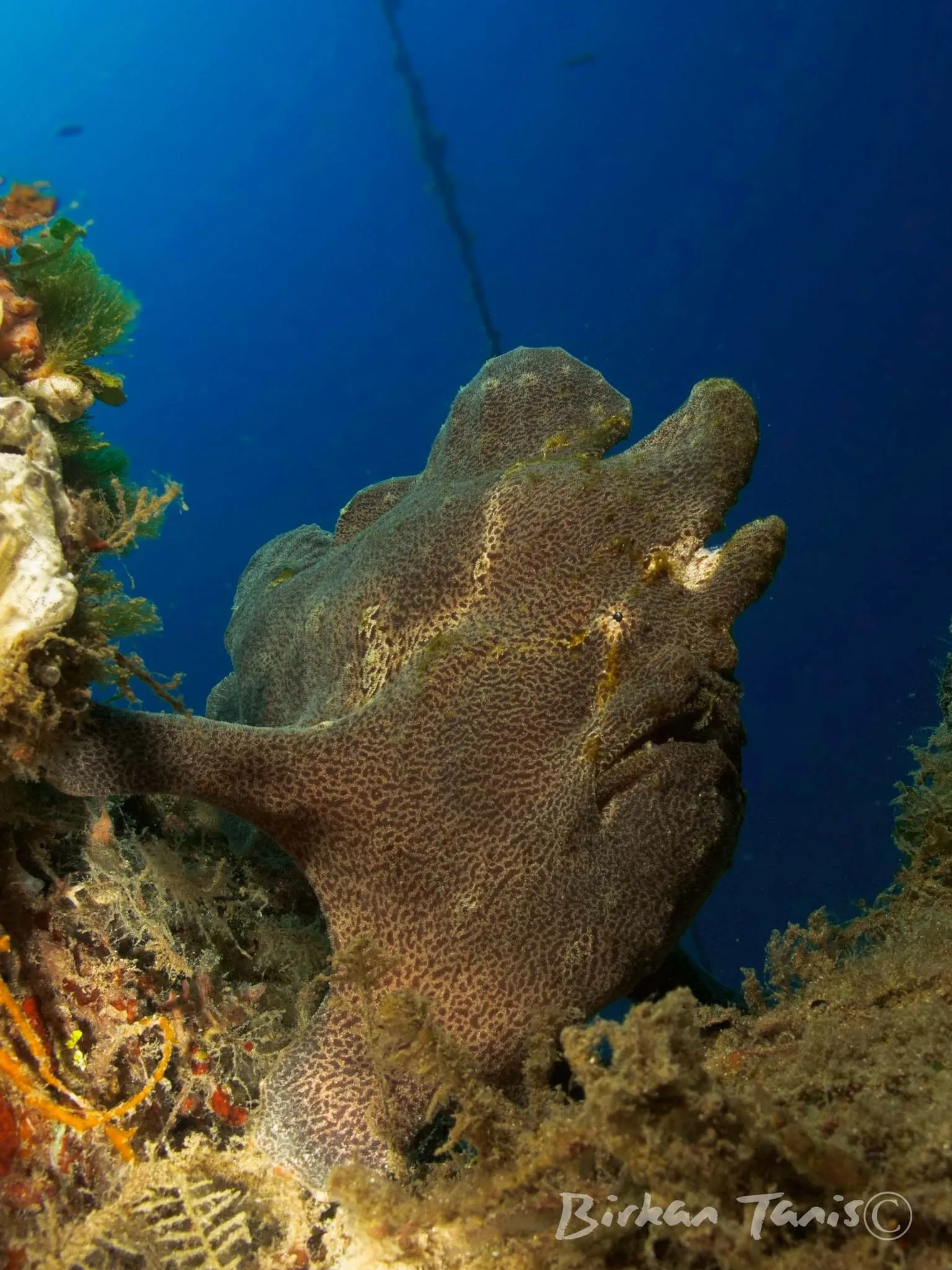 Frogfish on coral bommie