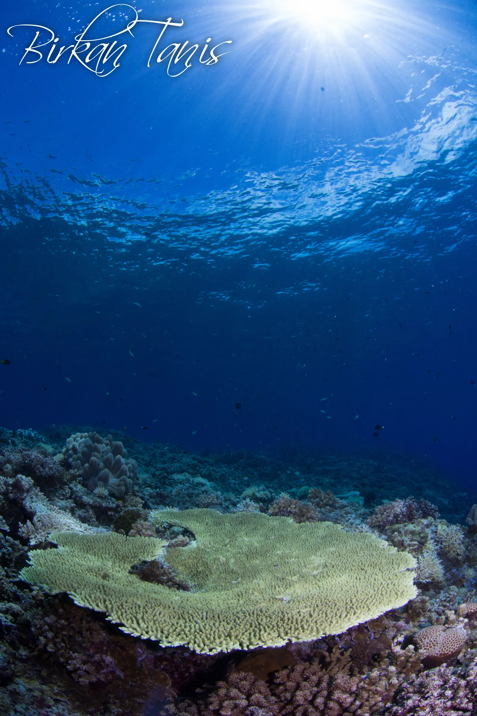 Table coral on the reef