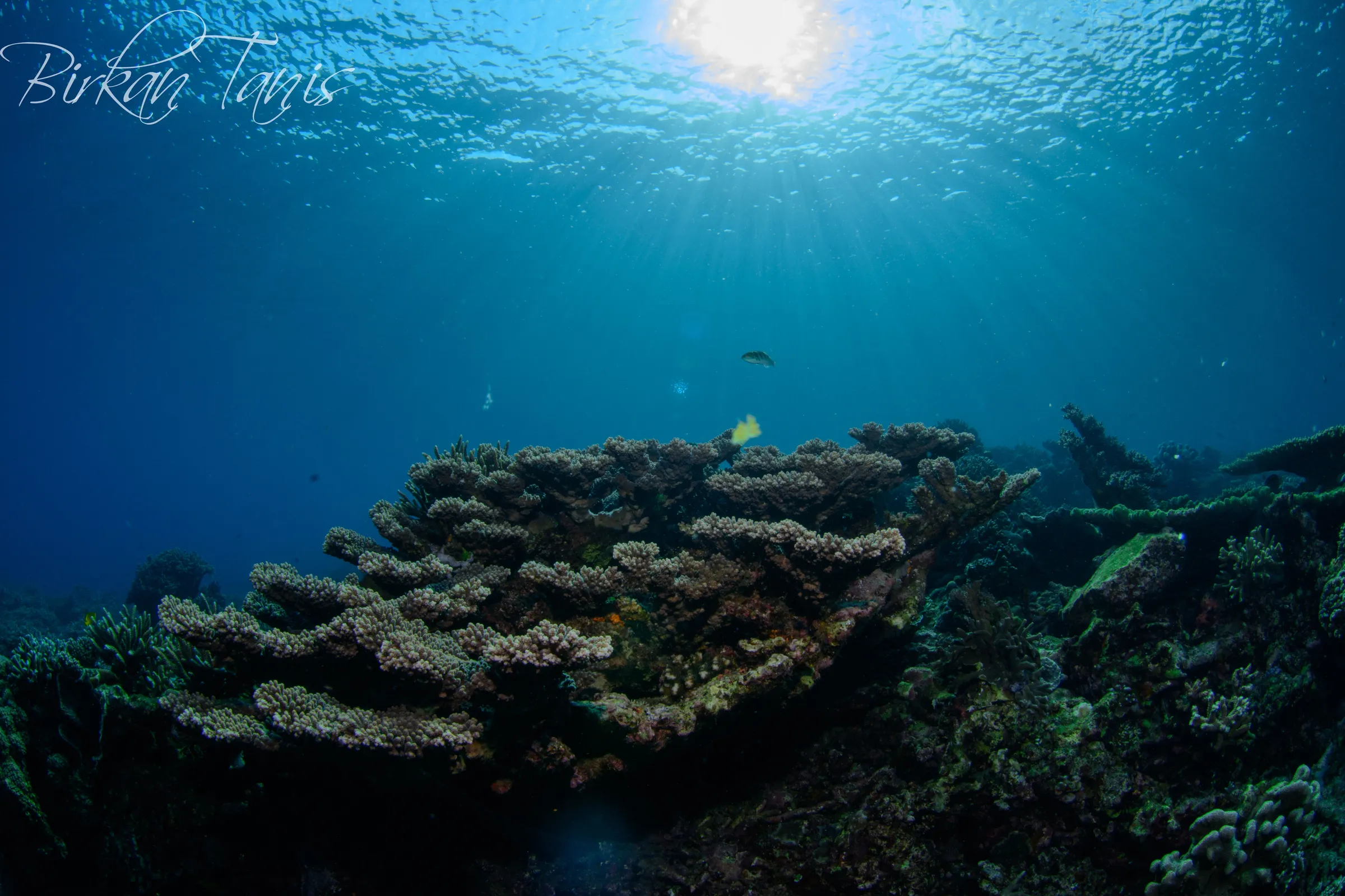 Reef silhouetted against sun