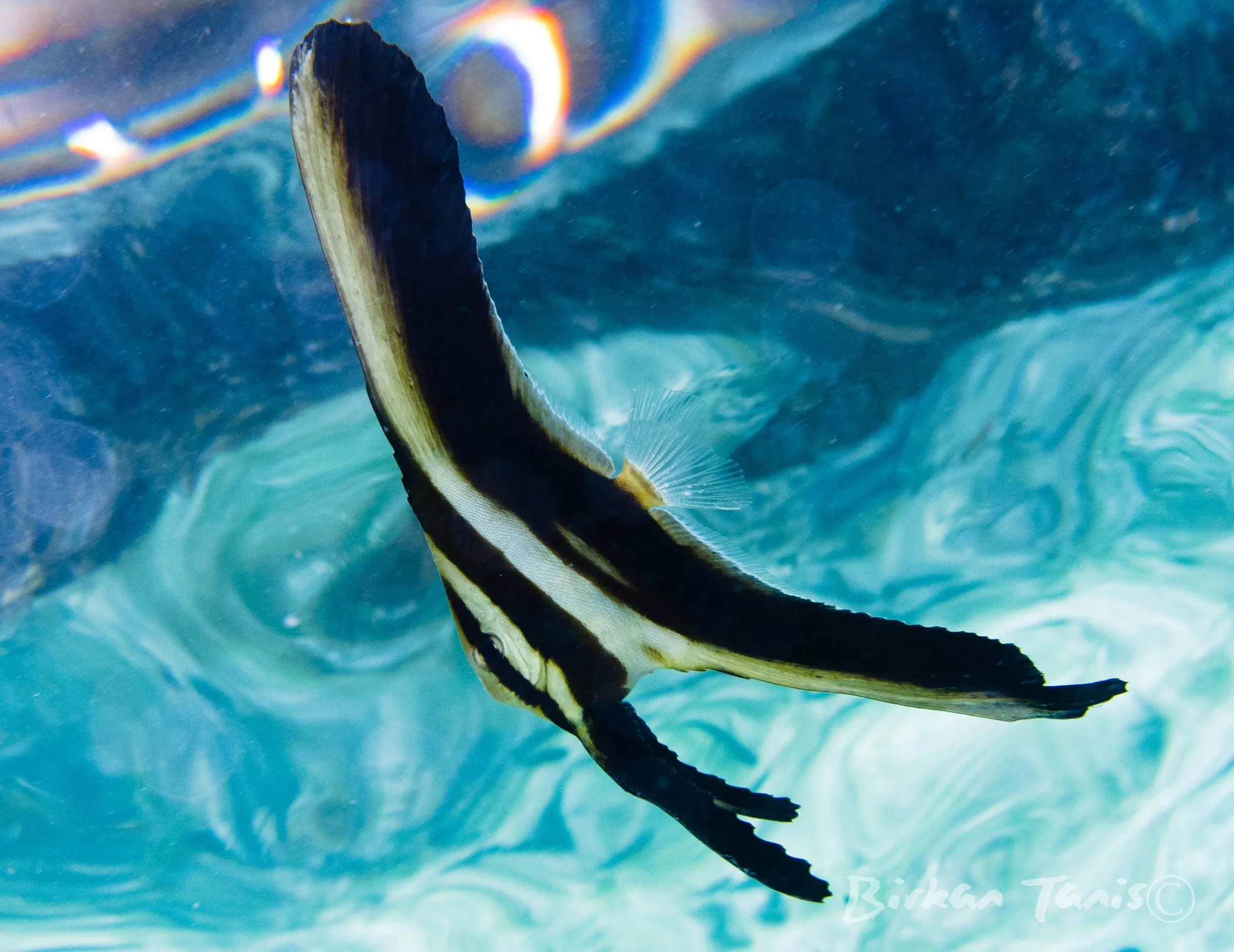Juvenile batfish with banded fins