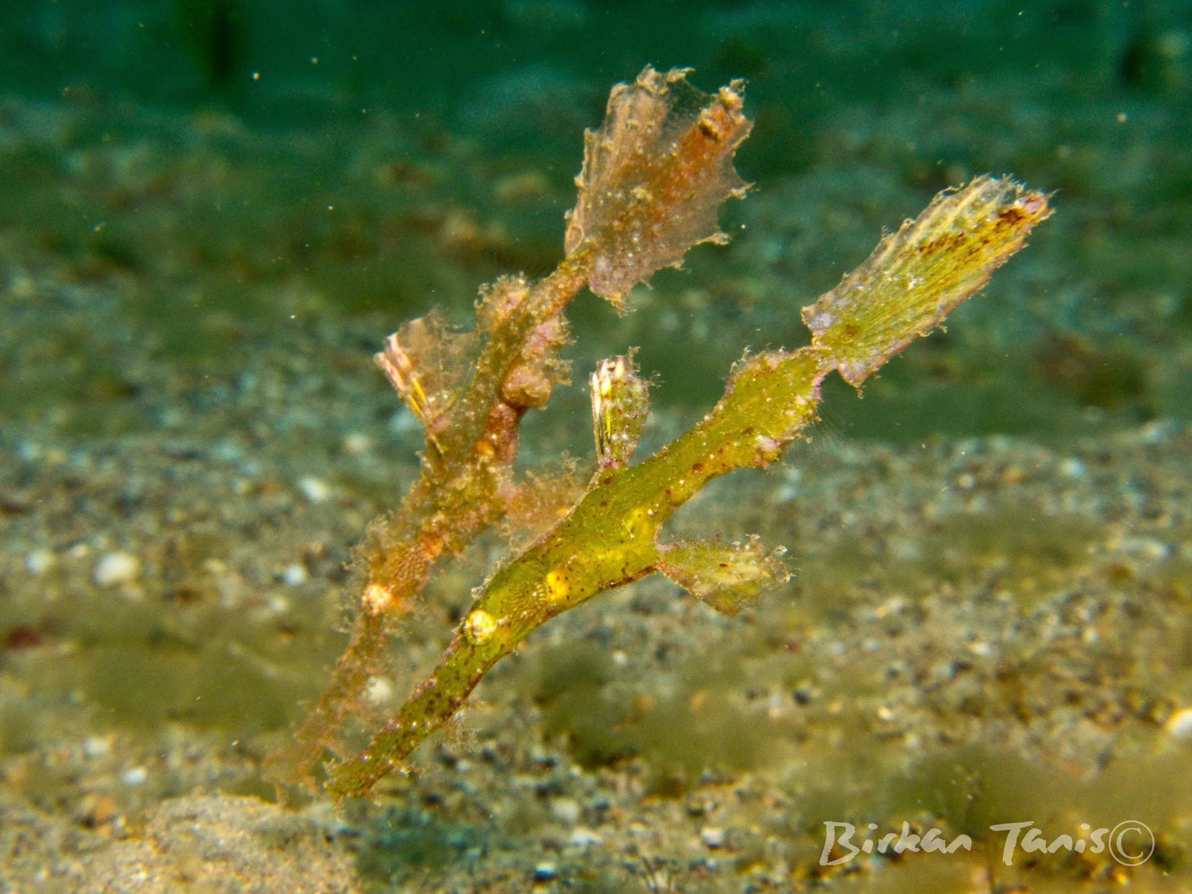 Robust ghost pipefish in algae