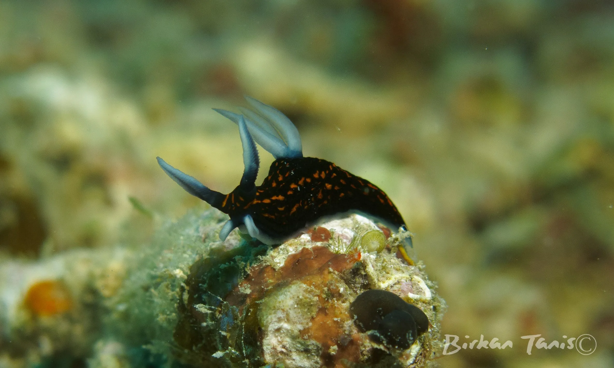Nudibranch