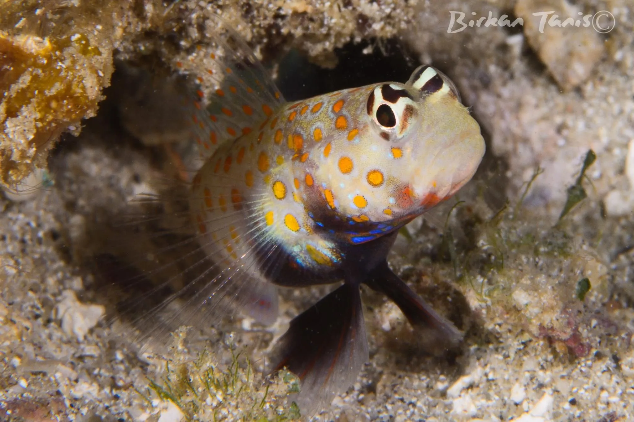 Shrimpgoby