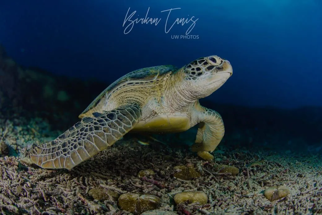 Turtle on the reef