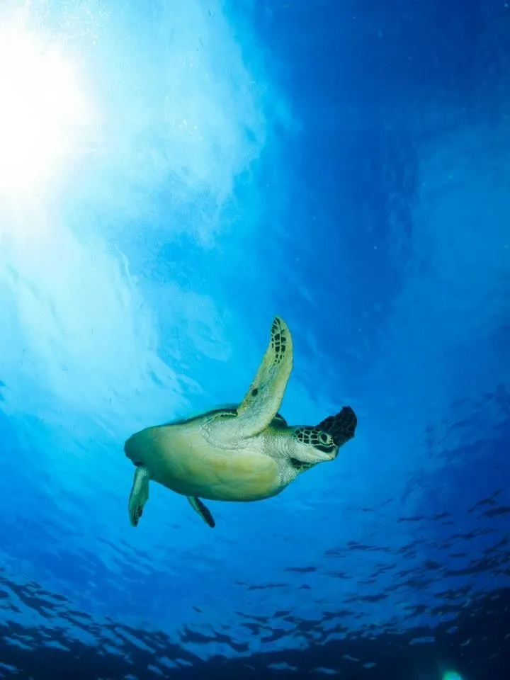 Turtle swimming in the blue