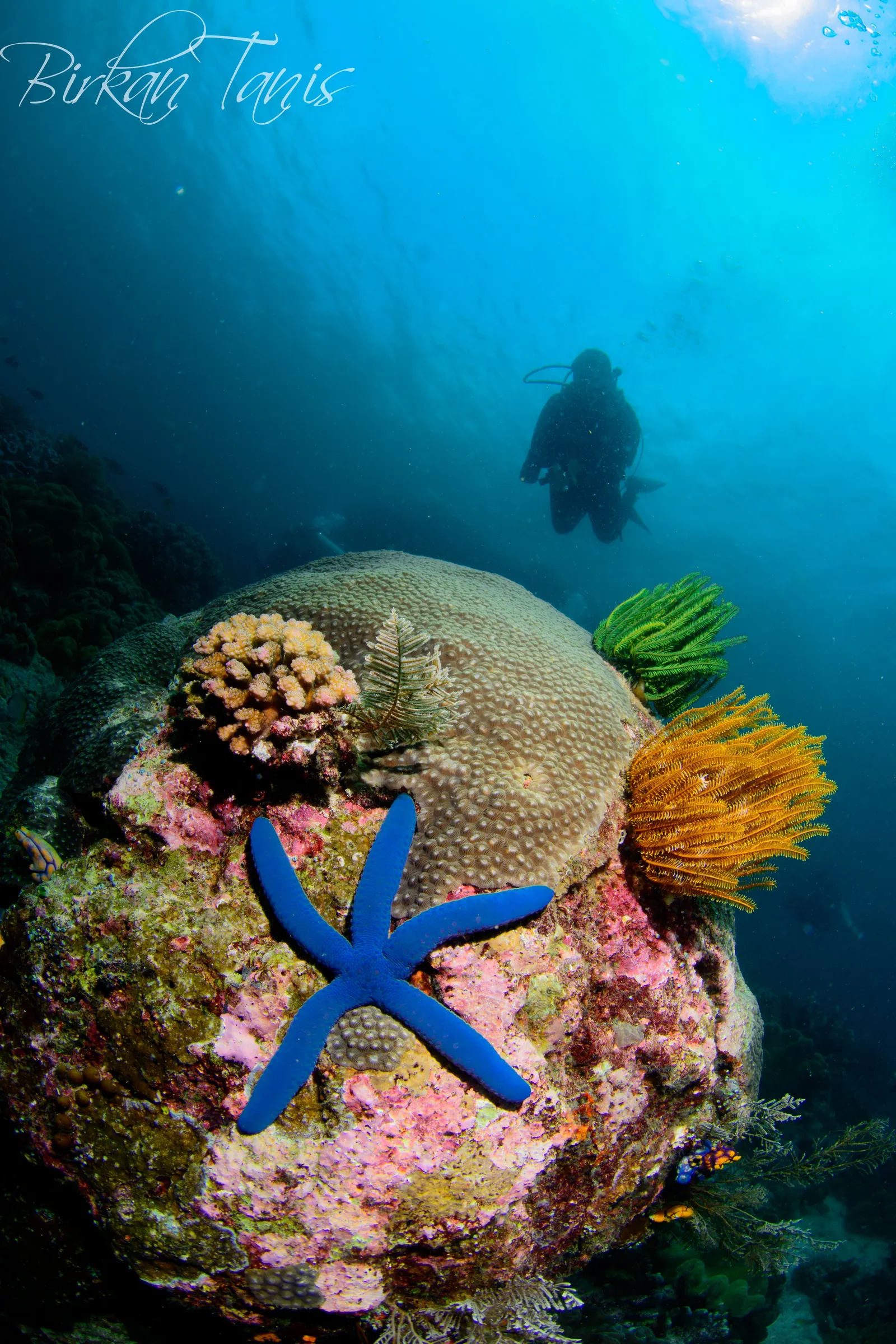 Blue sea star on the reef
