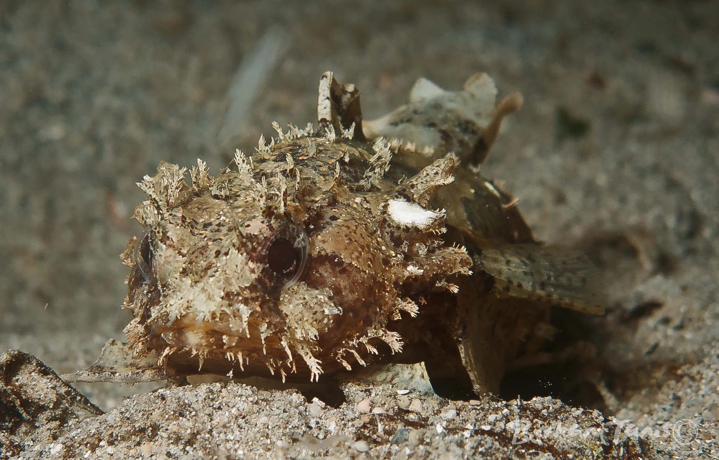 Toadfish