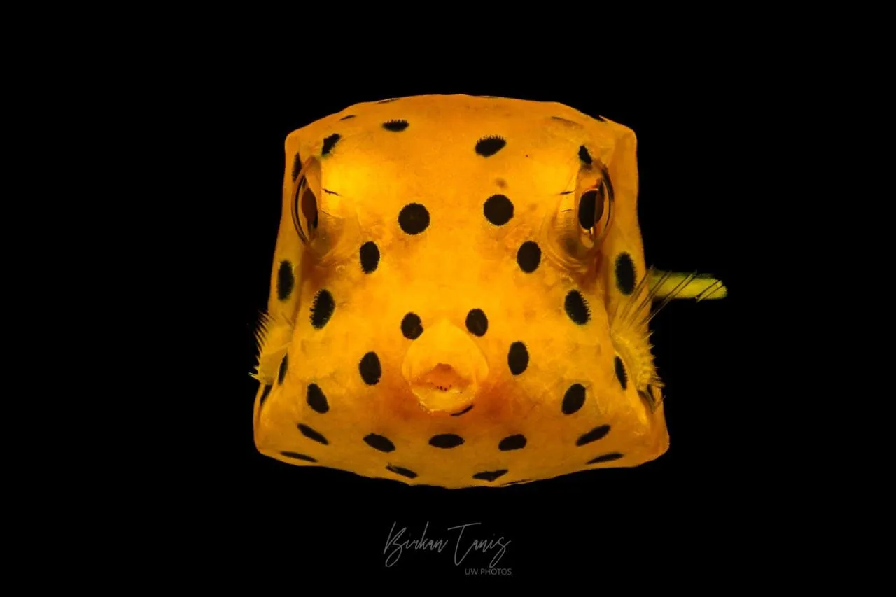 Juvenile yellow boxfish